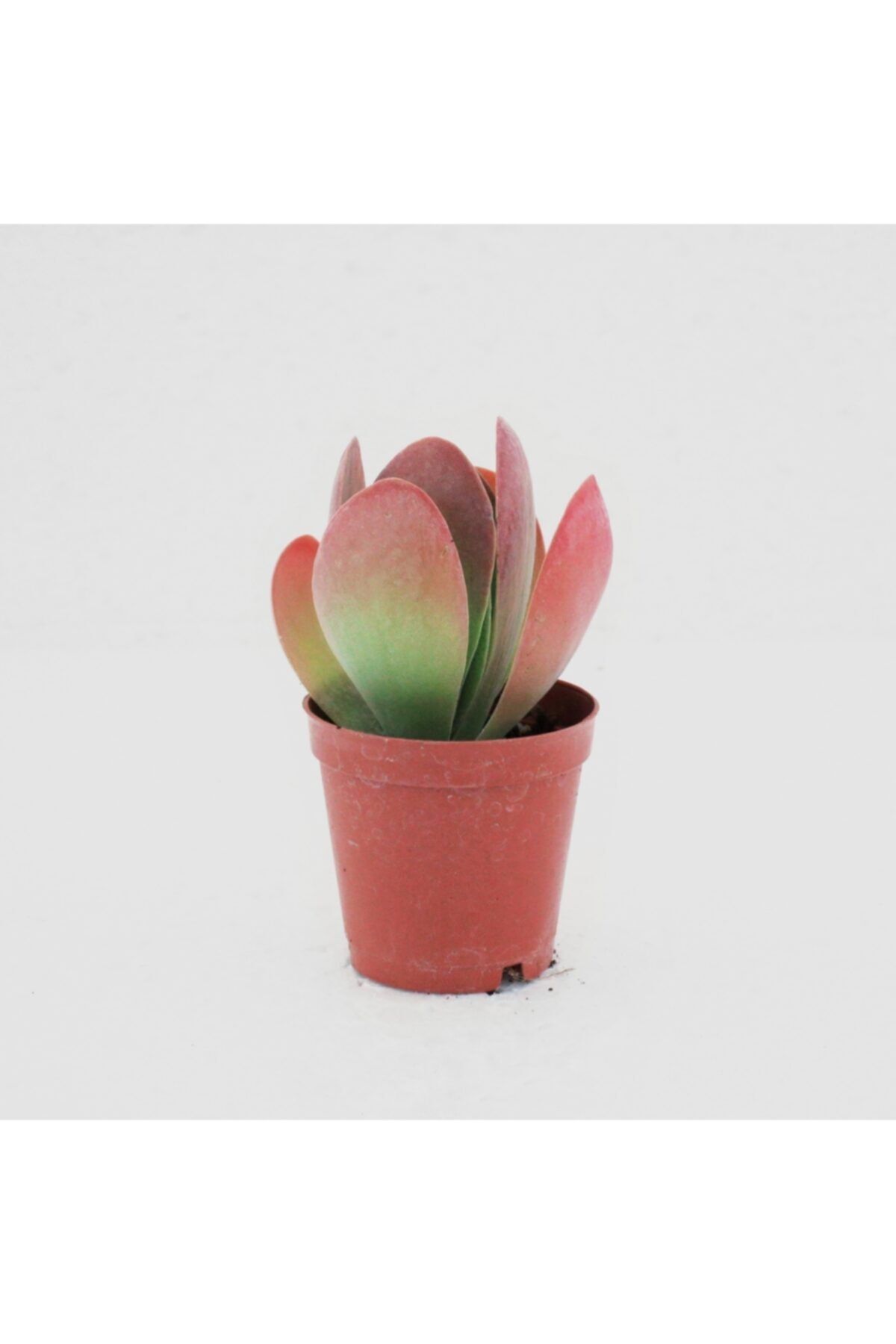 Fuha Garden Kalanchoe Thyrsiflora