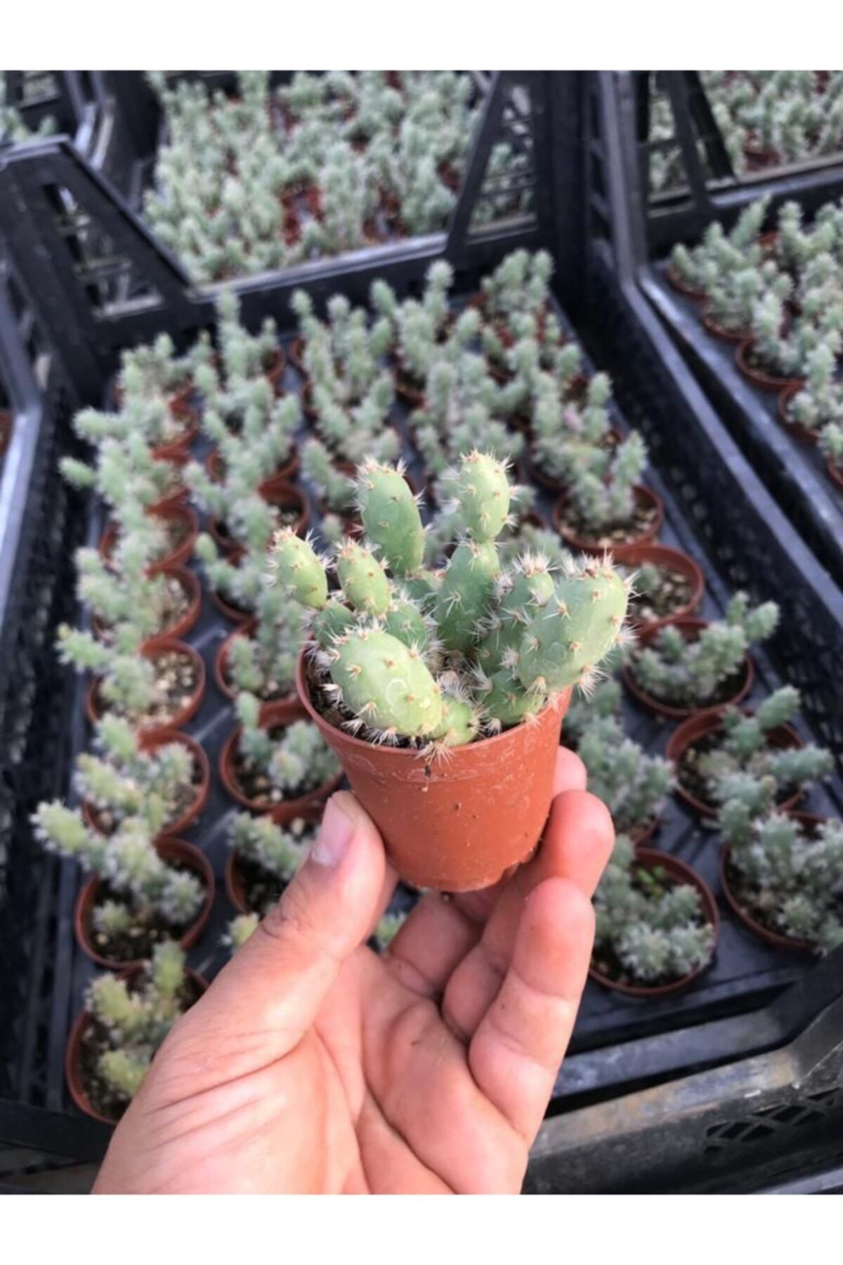 EGZOTİKBAHÇE Opuntia Grey 5,5cm Özel Sukulent