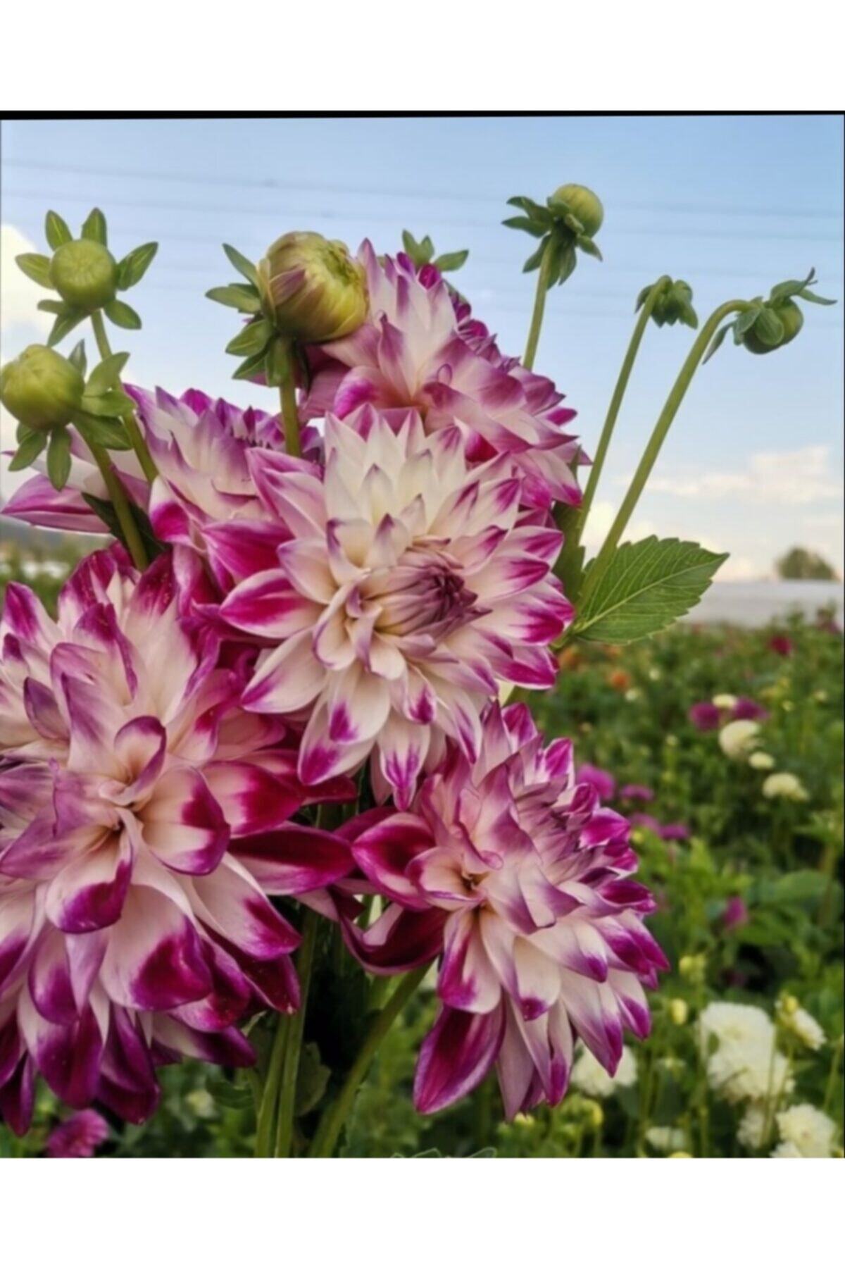 Garden Botanik Dev Dahlia