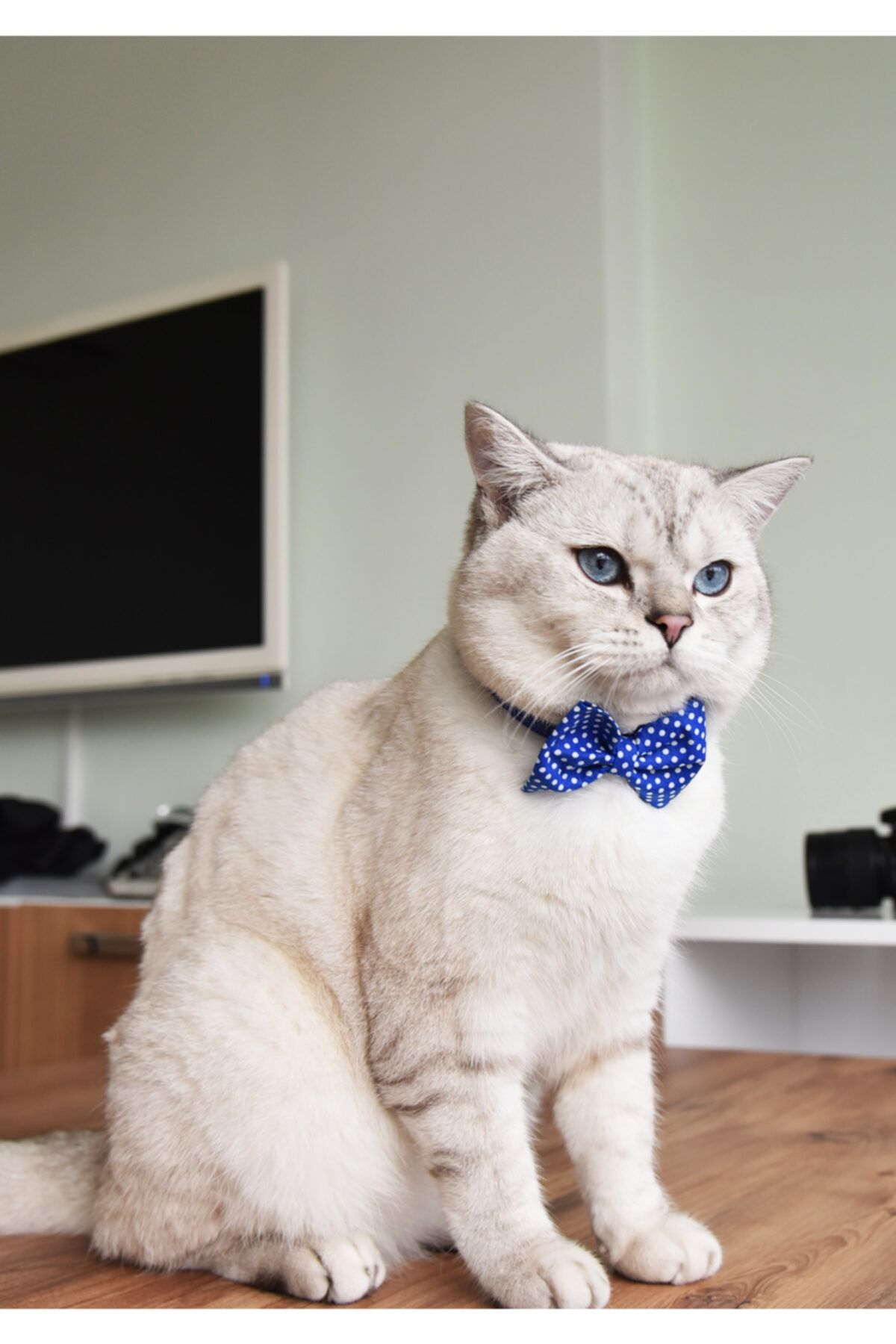 Patipatron Ayarlanabilir Papyonlu Kedi Tasması
