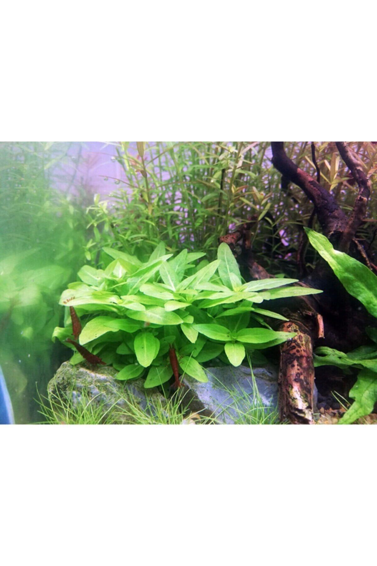 Derindere Aquatics Staurogyne Repens Akvaryum Canlı Bitki In Vitro 100cc