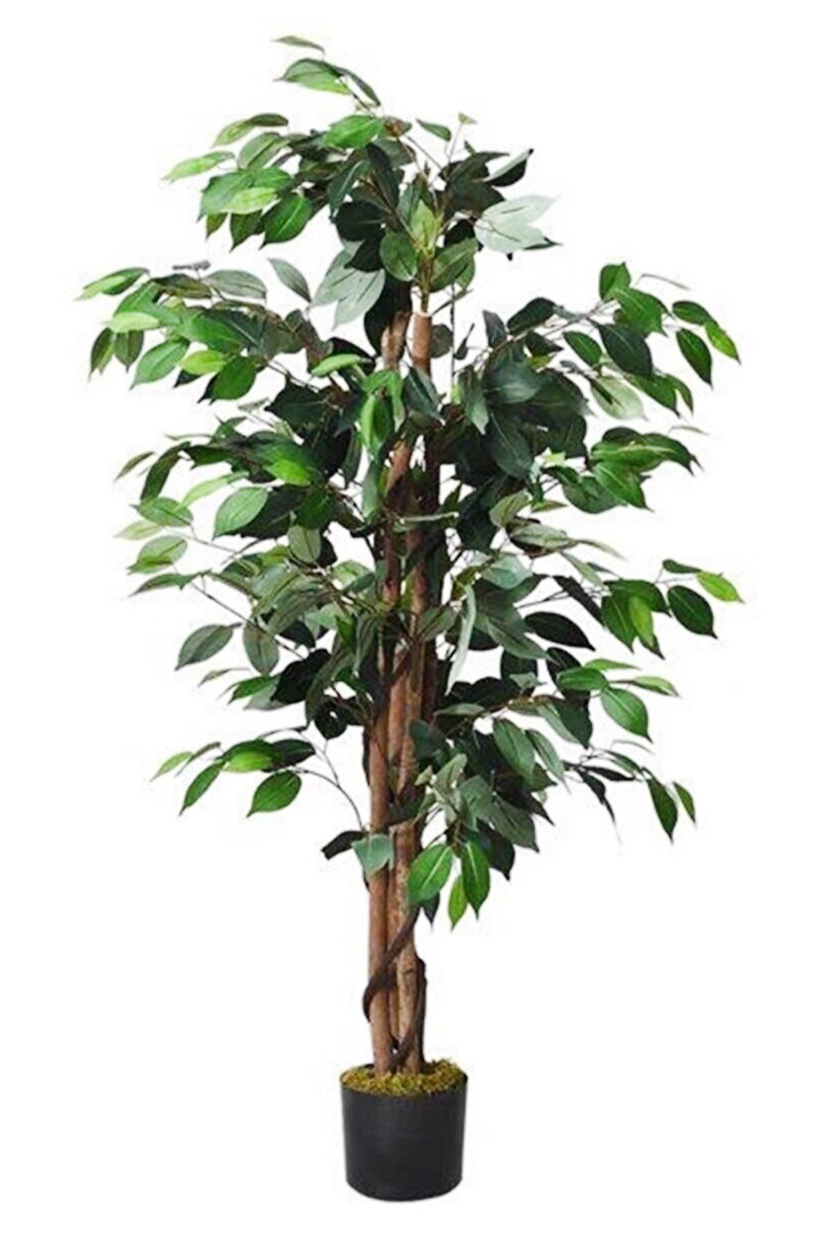 Hediye Vitrini Yapay Ağaç Siyah Metal Benjamin 2 Gövdeli Çalılı 120x70cm