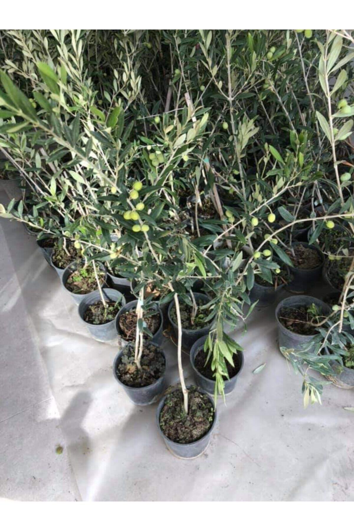 Alanyatropikal Arbeguina Zeytin Fidanı 5 Adet 100 150 Cm