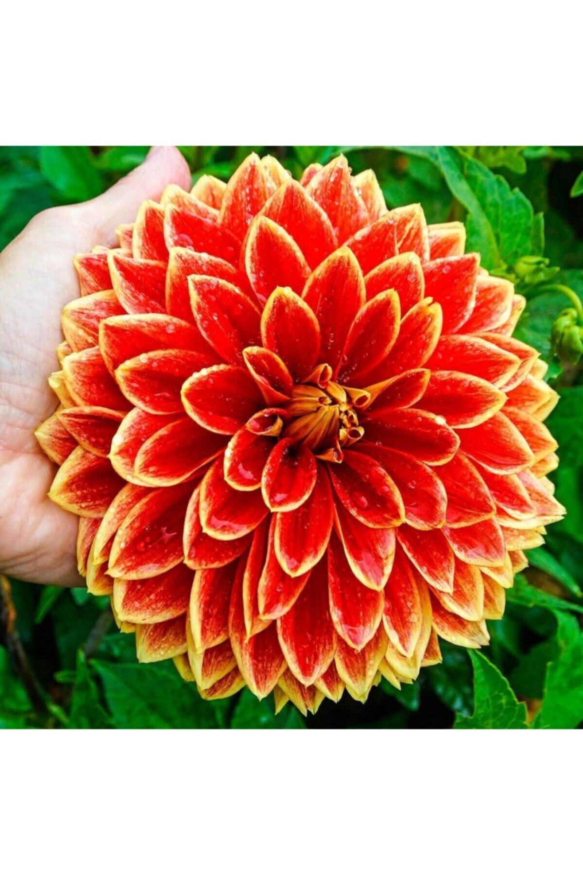 Garden Botanik Dev Dahlia Yumrusu