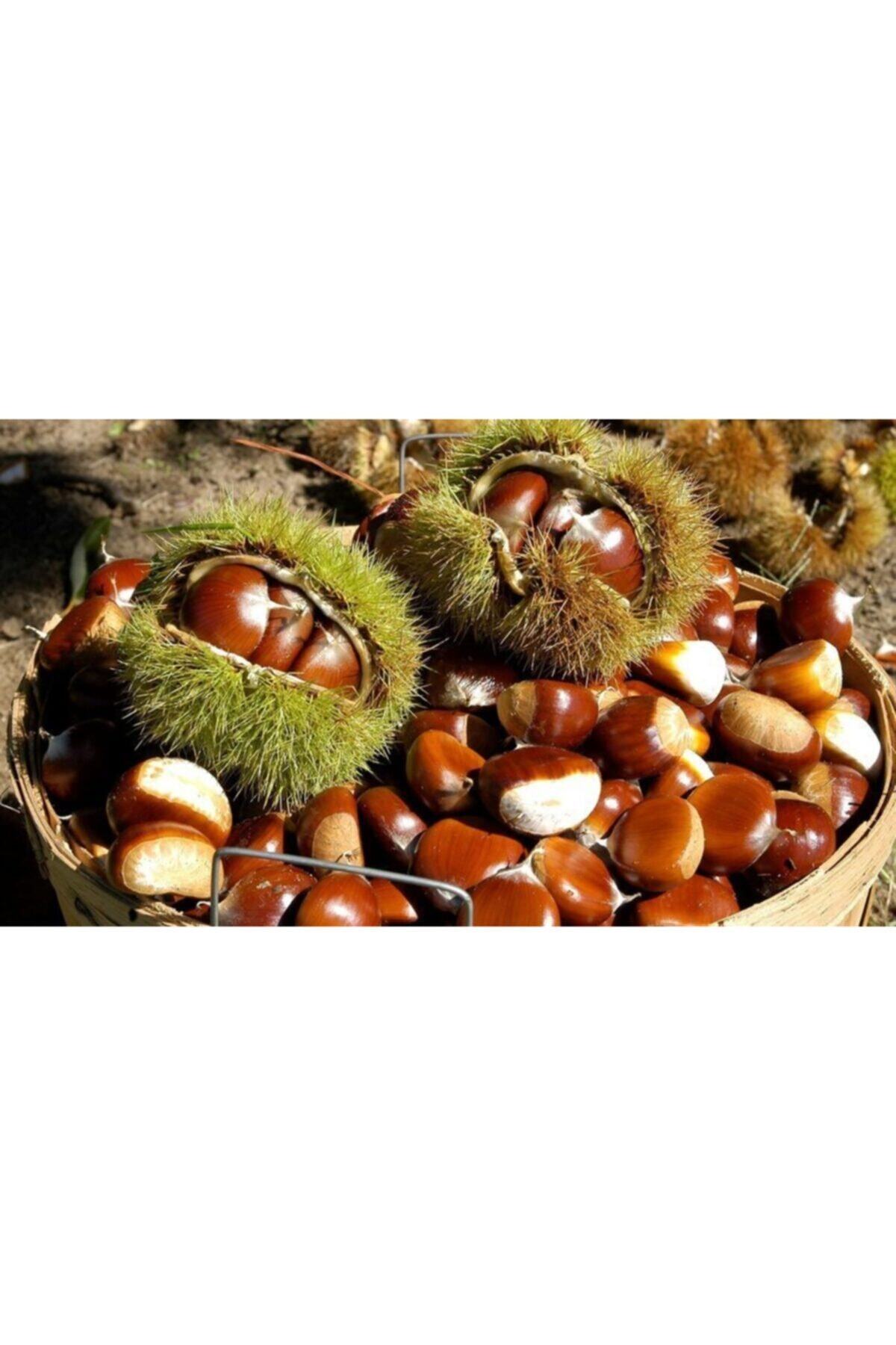 EGENESA GIDA Aydın Dağ Kestanesi (orta Boy) 1 Kg