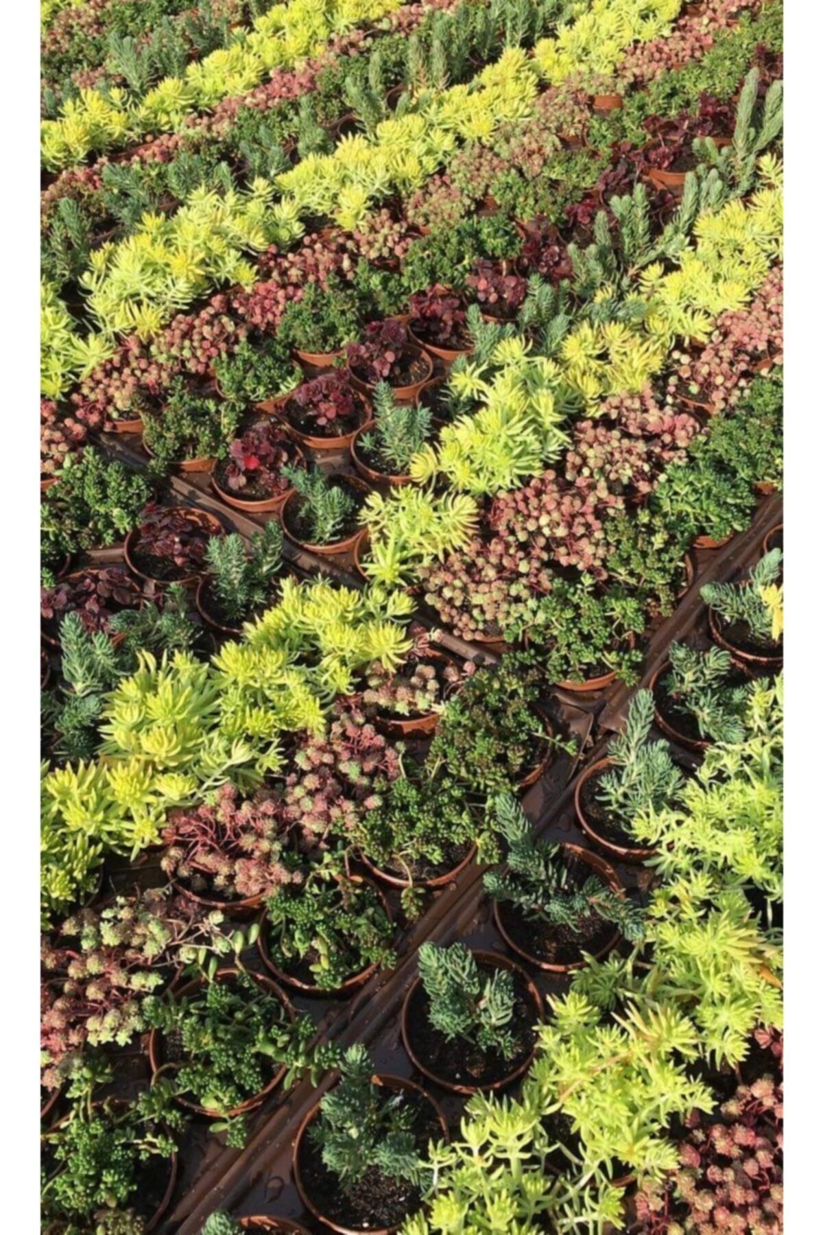 Serra Gardens 45 Adet Sukulent Sedum Hediyelik Mix Paket