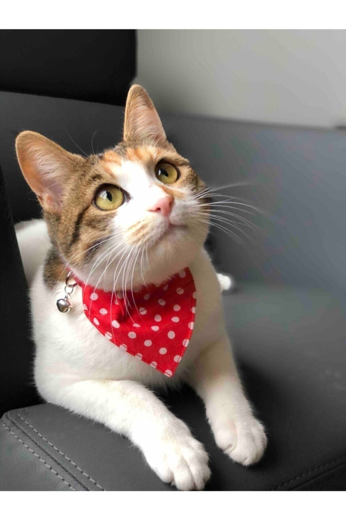 DECORTEX Kedi Boyun Tasması Fularlı Çıngıraklı Sarı