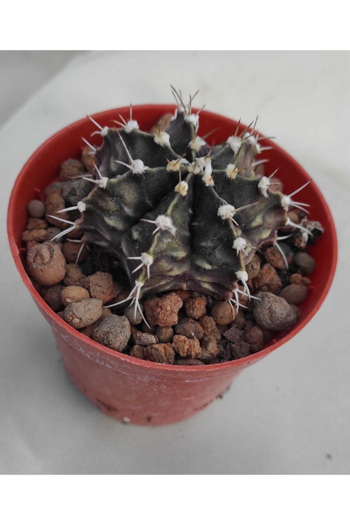 Pagoda Gymnocalycium Mhaniovichii 8.5 cm Saksı 17e/81