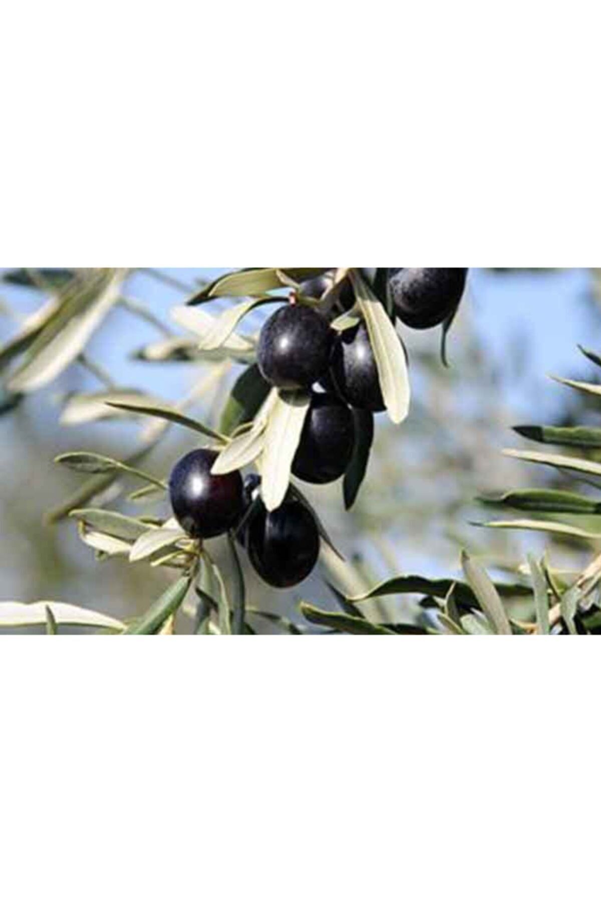 ÇİÇEKLİFE 1 Adet Gemlik Zeytin Fidanı Tüplüdür 40 50 Cm Boy 1 Yaş