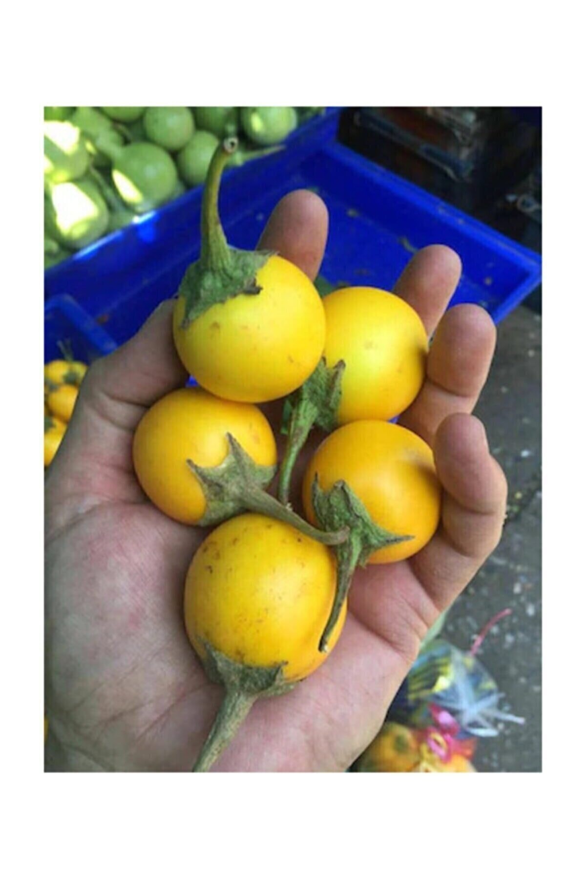 RAÇAM BOTANİK Süper Paket 150 Adet Tohum Ithal Thailand Sarı Patlıcan Tohumu