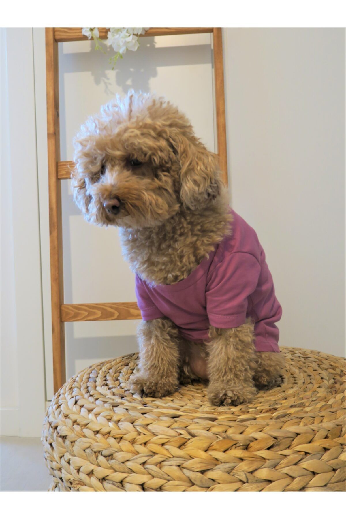 Daily Minimal T-rose - Köpek Giysisi