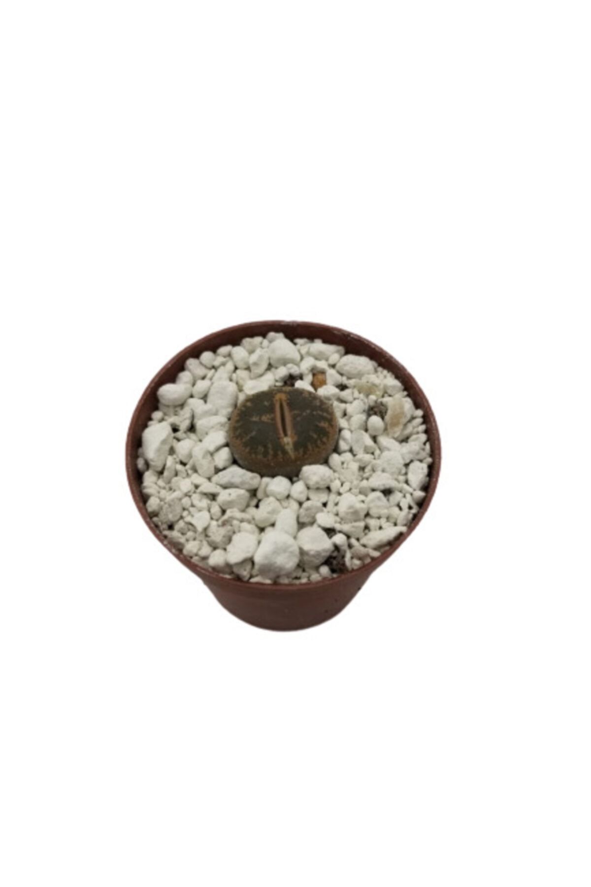 tropikada Lithops Taşkaktüs 5,5 Cm Lik Saksıda Tekli Dikim