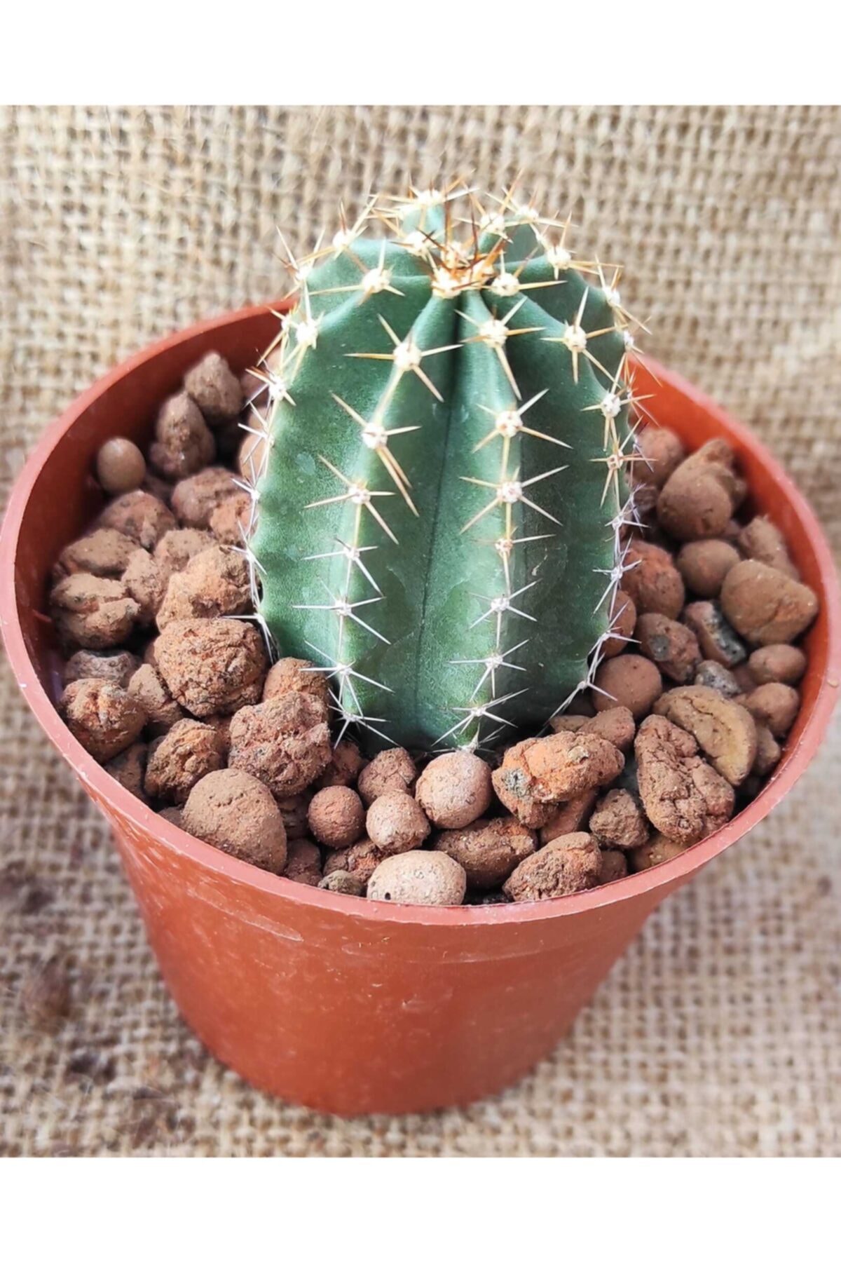 Pagoda Echinopsis-8.5 cm Saksı
