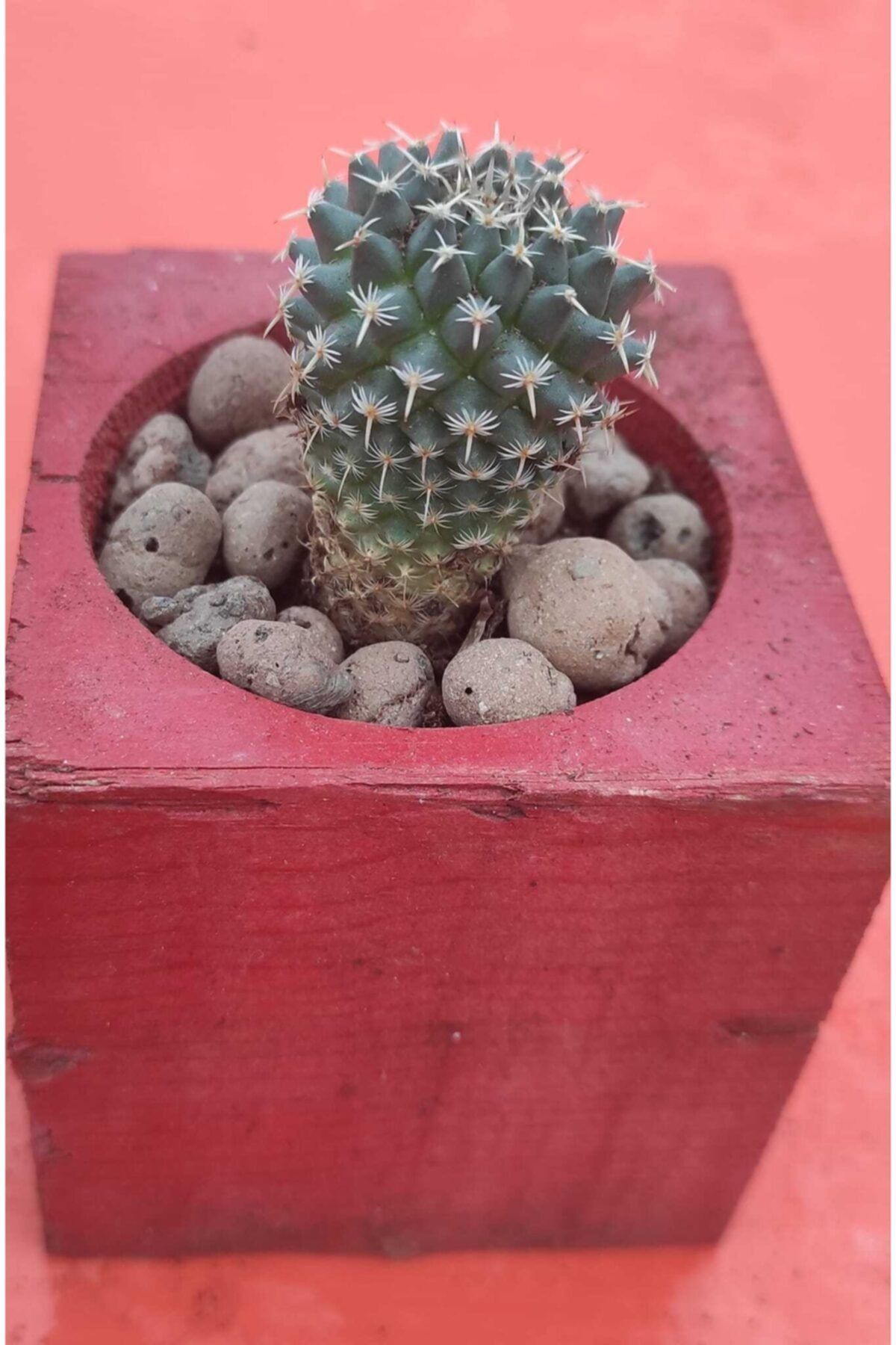 Pagoda Mammillaria-7 Cm Saksıda-kaktüs-ref06g/25