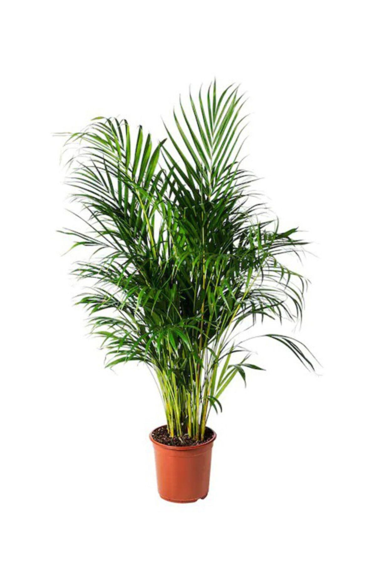 cicekevinde Areka Salon Palmiyesi Areka 125cm 140cm