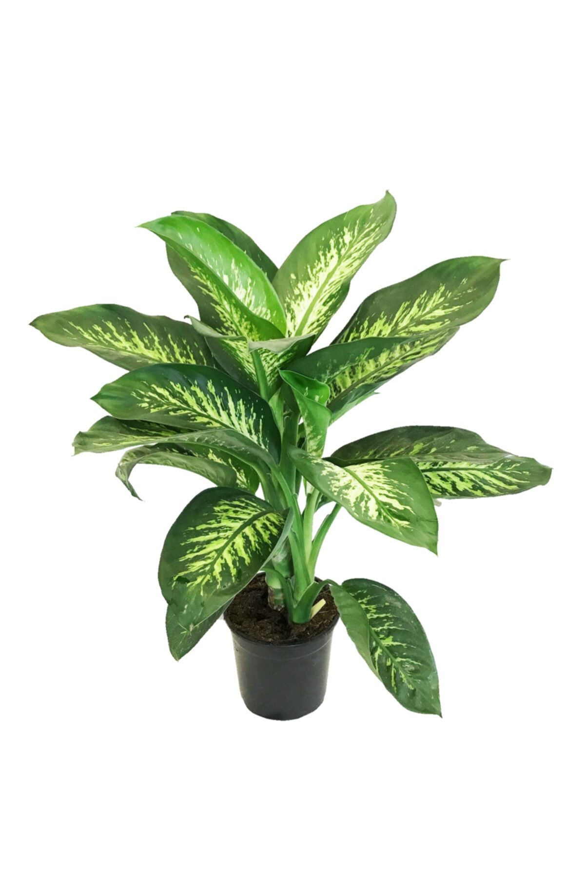 cicekevinde Difenbahya Tropic Snow Bitkisi 45- 50 Cm Ev Bitkisi Ofis Bitkis