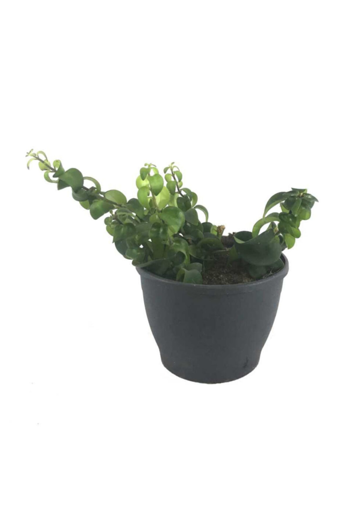 Palmiye Aeschynanthus - Ruj Çiçeği (12 Cm Saksıda)