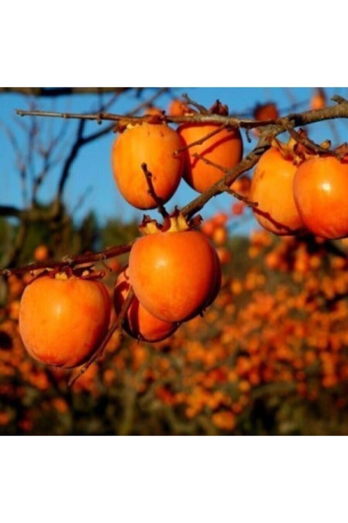 KaradağFidancılık ( 3 Adet ) Trabzon Hurması Fidanı ( Cennet Elması ) Çikolata Aromalı