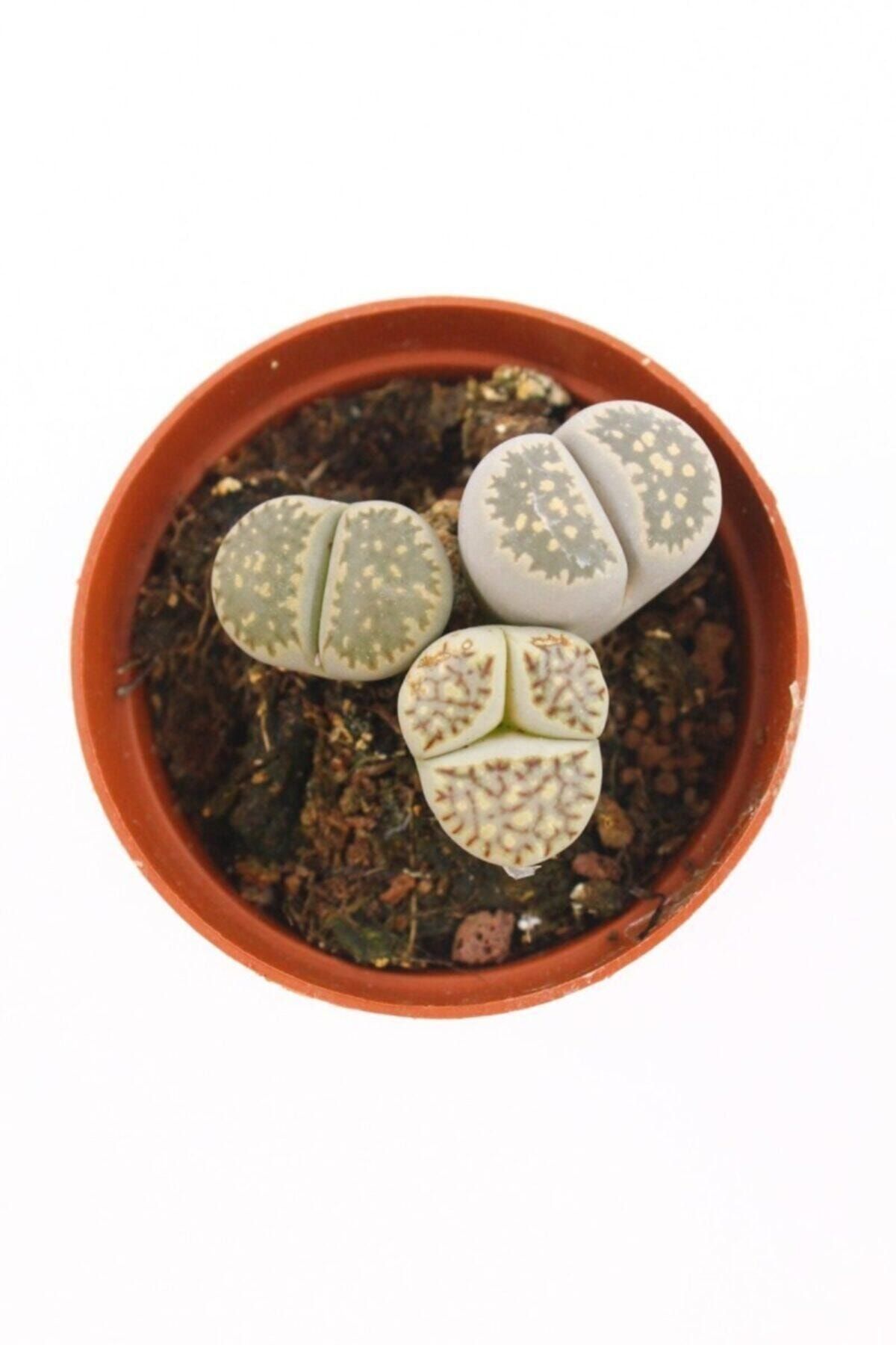 kaktuskent Lithops Taş Kaktüs