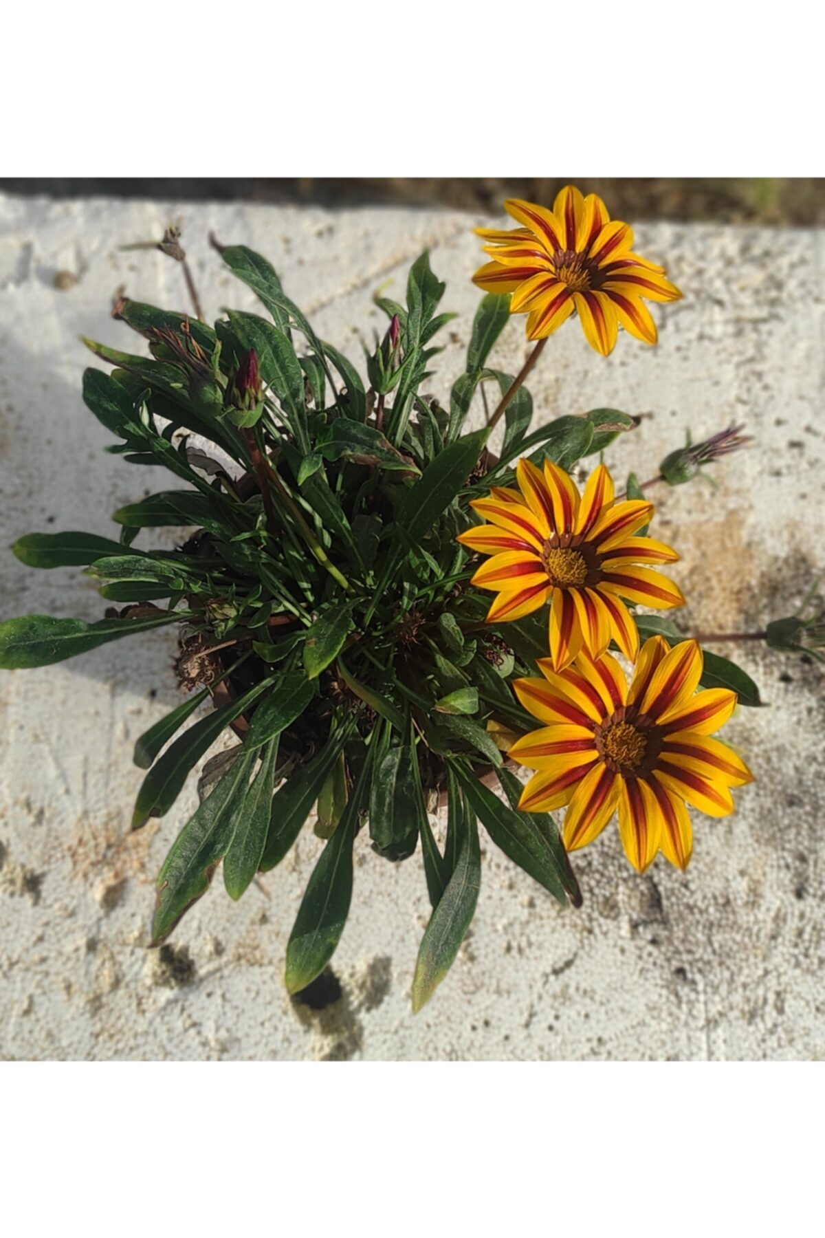 damla su çiçek Gazanya