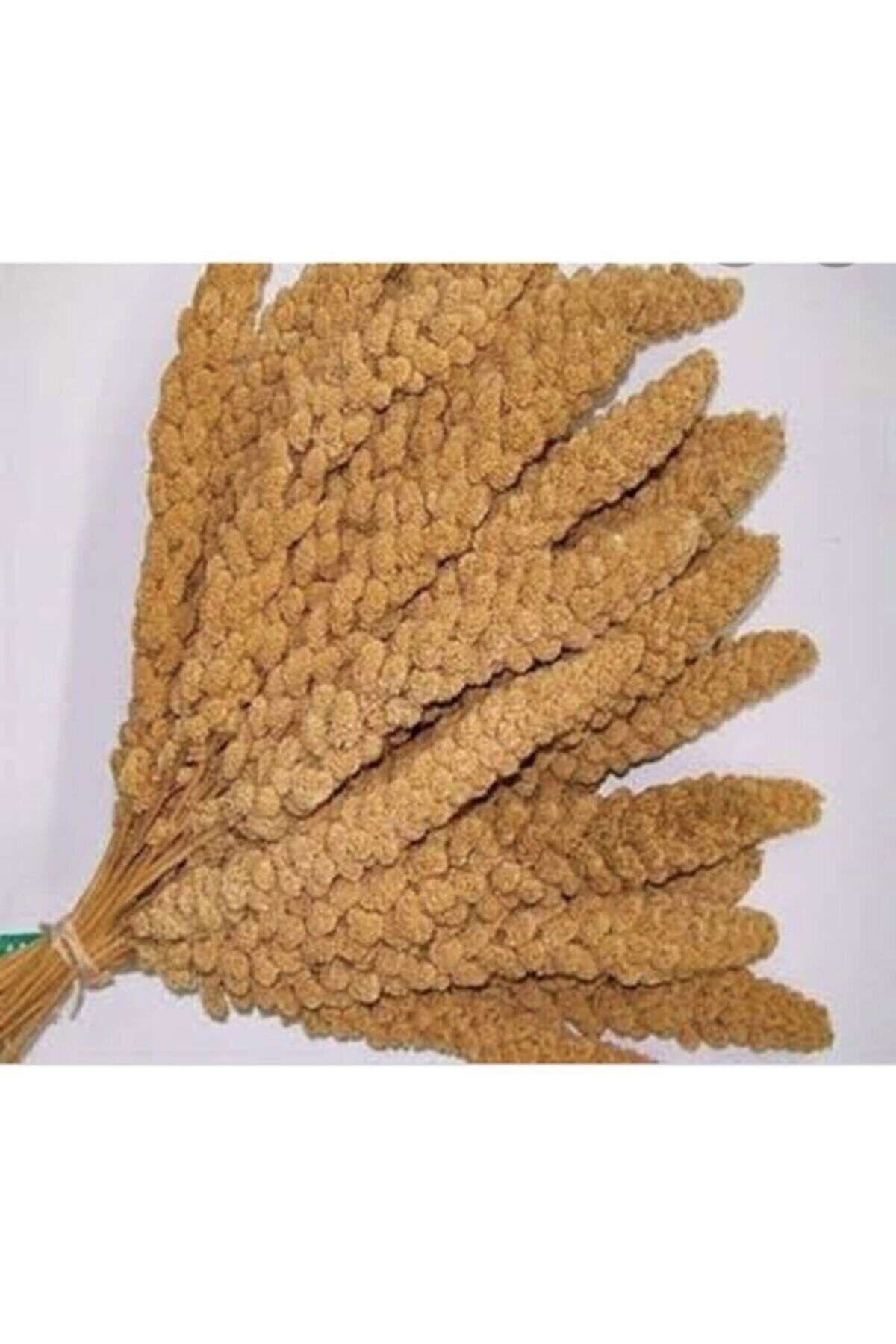 RAÇAM BOTANİK Raçam Botaik Dal Darı-doğal Sarı Daldarı Kuş Yemi 1 Kg