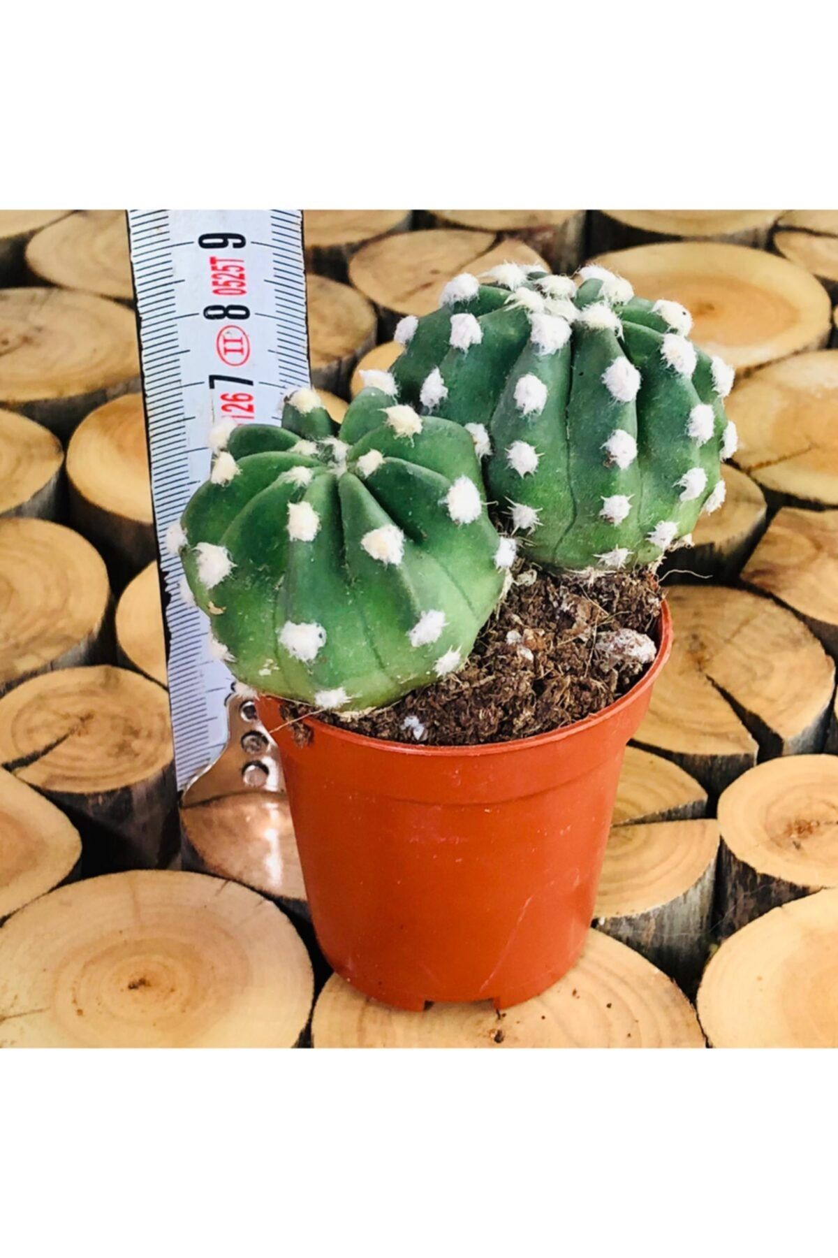 Özen Çiçekçilik Echinopsis Subdenudata Beyaz Pamuk Benekli Top Kaktüs