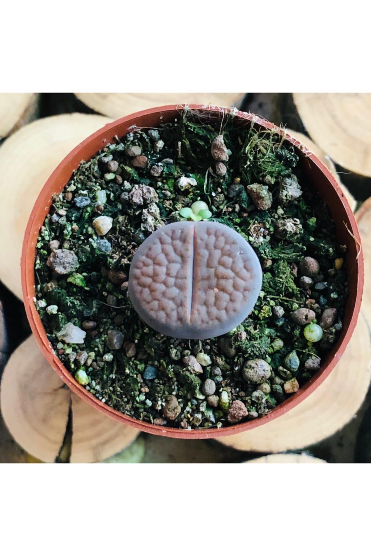 Özen Çiçekçilik Lithops Fulviceps Çiçek Açan Özel Tür Yaşayan Taş Kaktüs Bitki