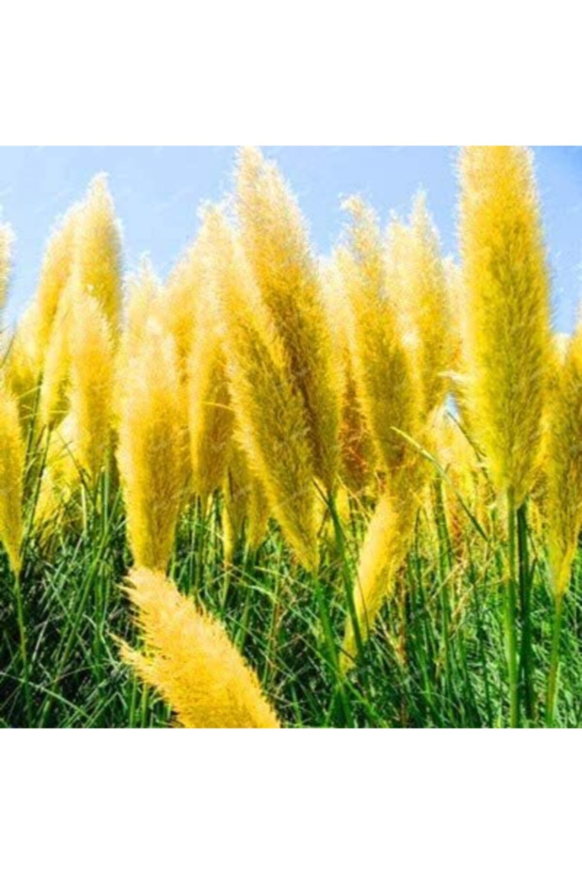 CAYKA 25 Adet Sarı Renk Pampas Çiçek Tohumu + 10 Adet Hediye Karışık Renk Gül Çiçek Tohumu