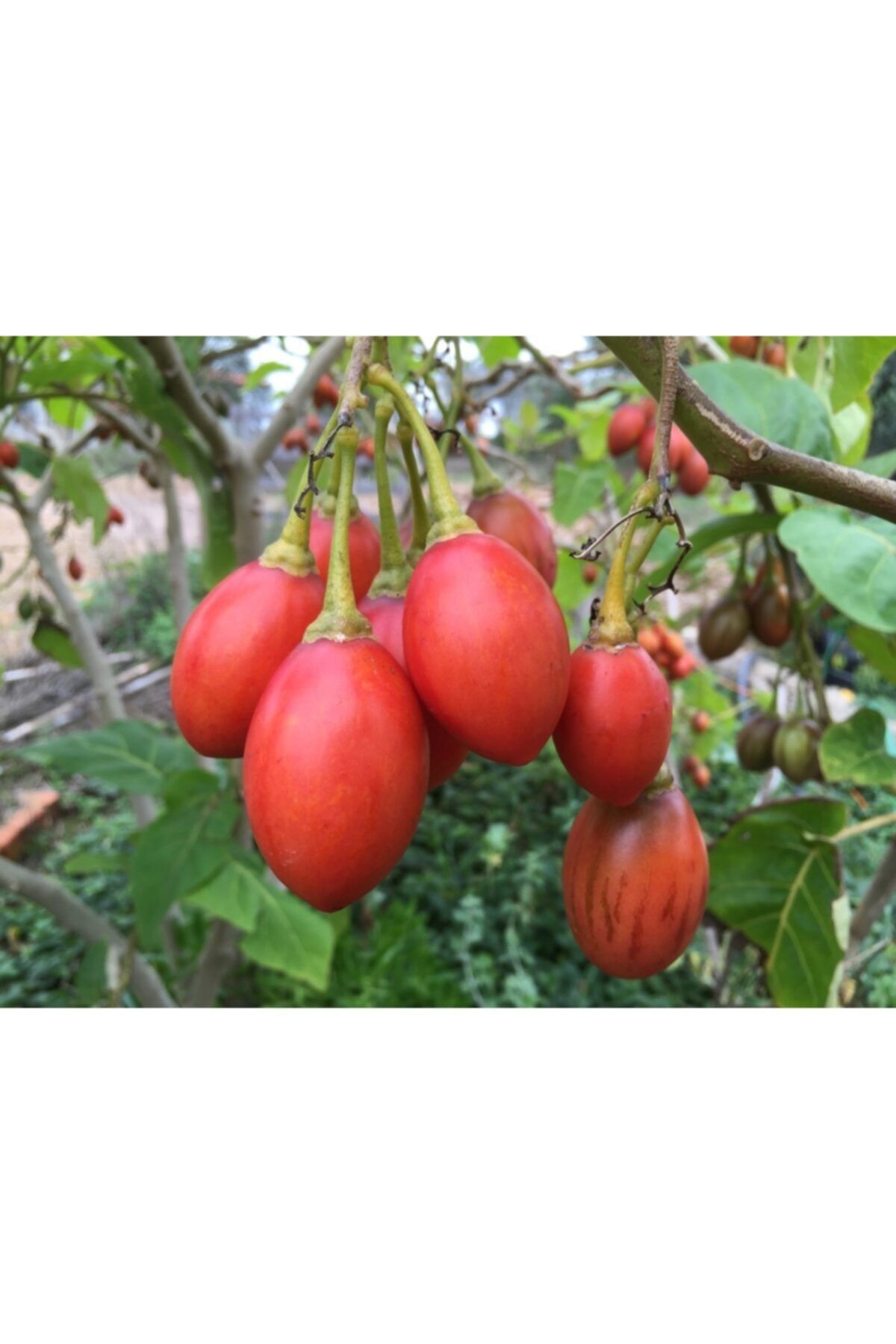 fidanistanbul Solanum Betaceum Tamarillo Domates Ağacı, +120 Cm, Saksıda