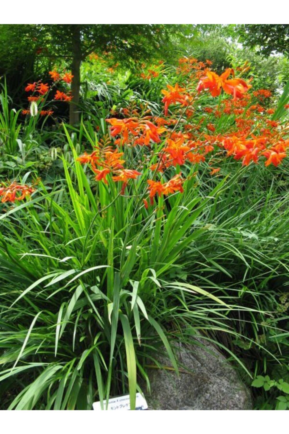 fidanistanbul Crocosmia Montbretia Turuncu Yaban Orkidesi