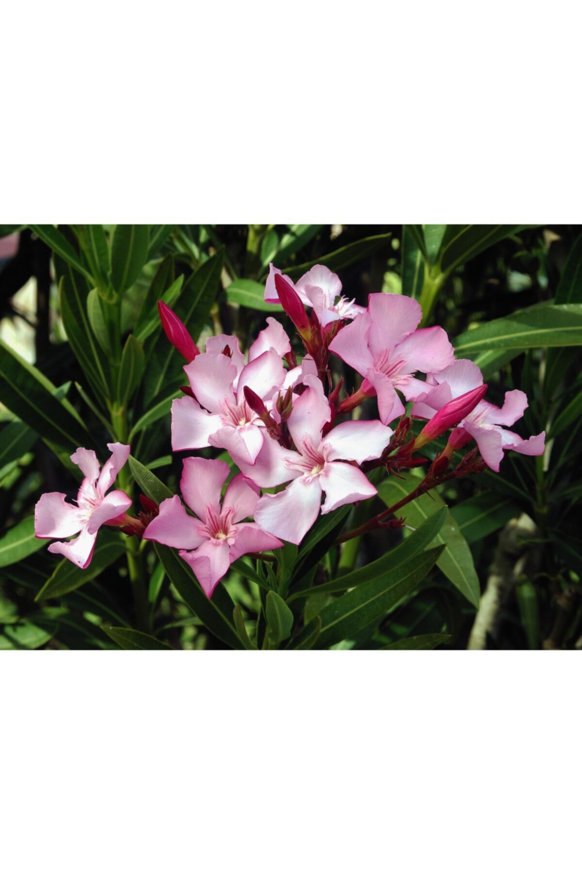 fidanistanbul Nerium Oleander Pink Zakkum Fidanı Pembe, Saksıda