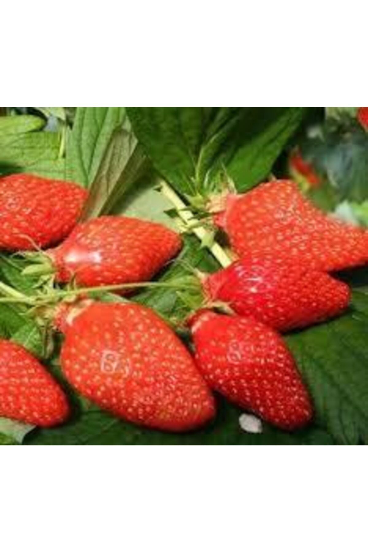 Ucuzluk Diyarı 700 Adet ( Aromas ) Çilek Fidesi Taze Söküm Ve Açık Köktür Garantilidir