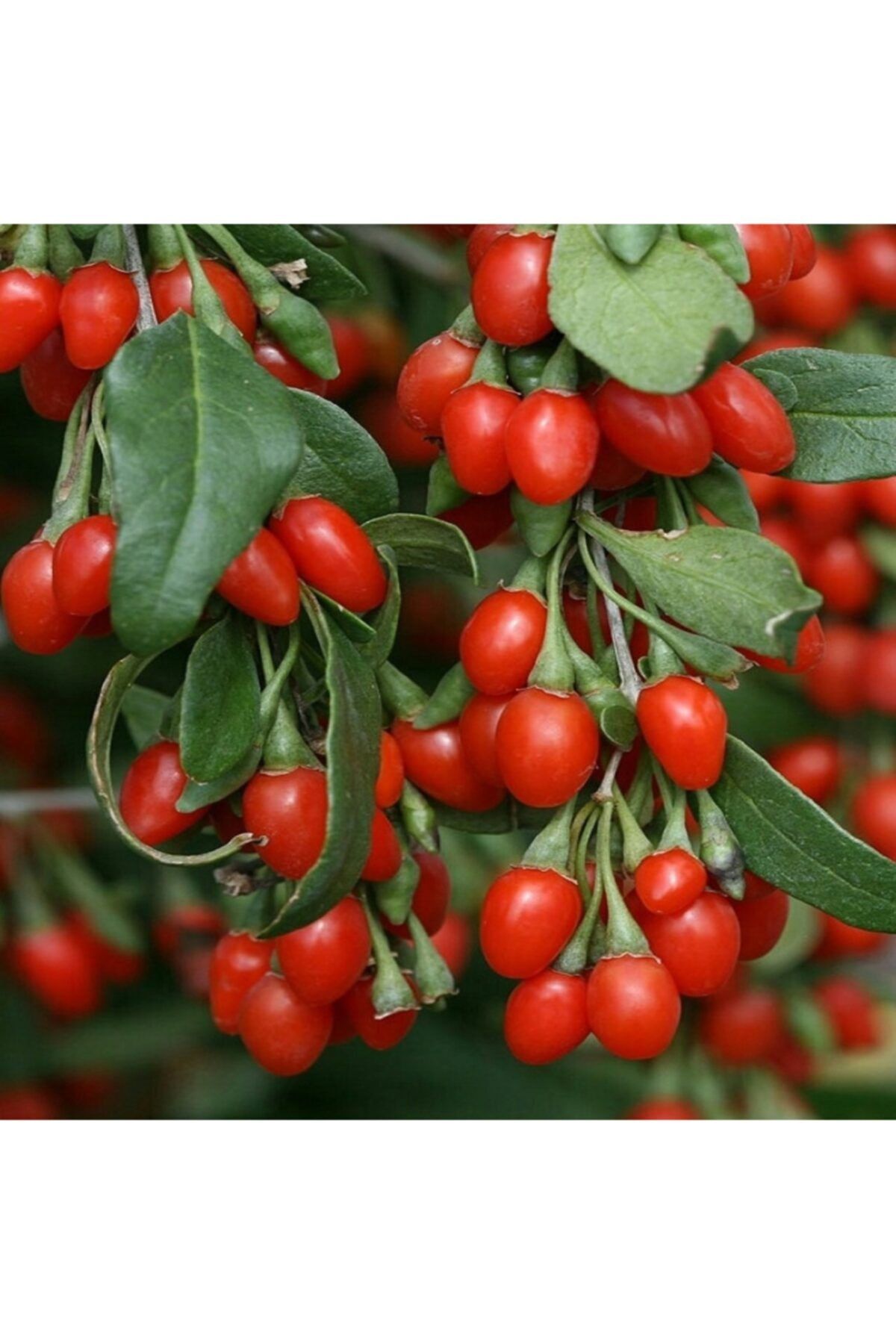 taşkar peyzaj Goji Berry ( Gojiberry ) Kurt Üzümü Fidanı Aşılı ( Açık Köklü \\ 30-50 Cm )