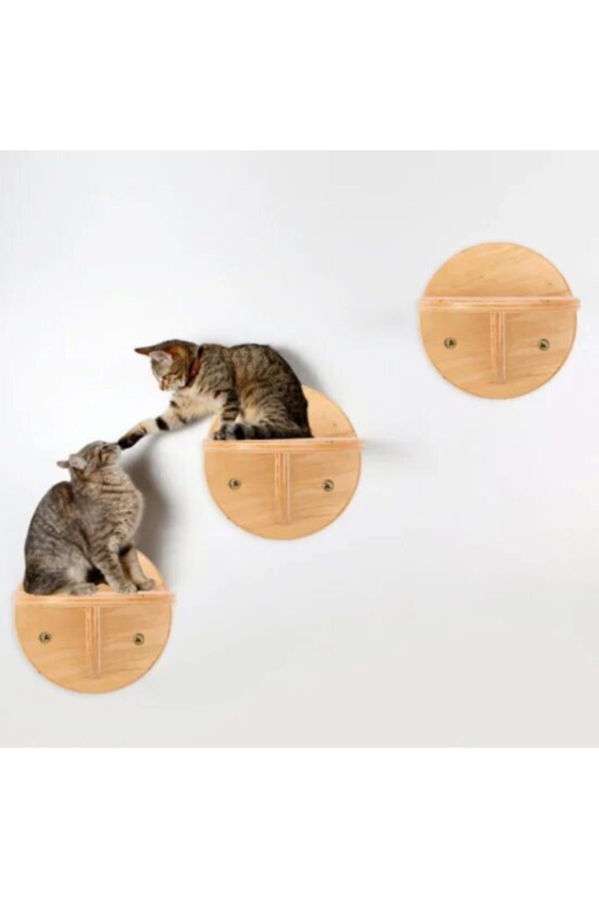 BUSHOP Kedi Duvar Rafı - Kedi Atlama Platformu - Tek Parça - Ahşap - Doğal Tasarım - Masif