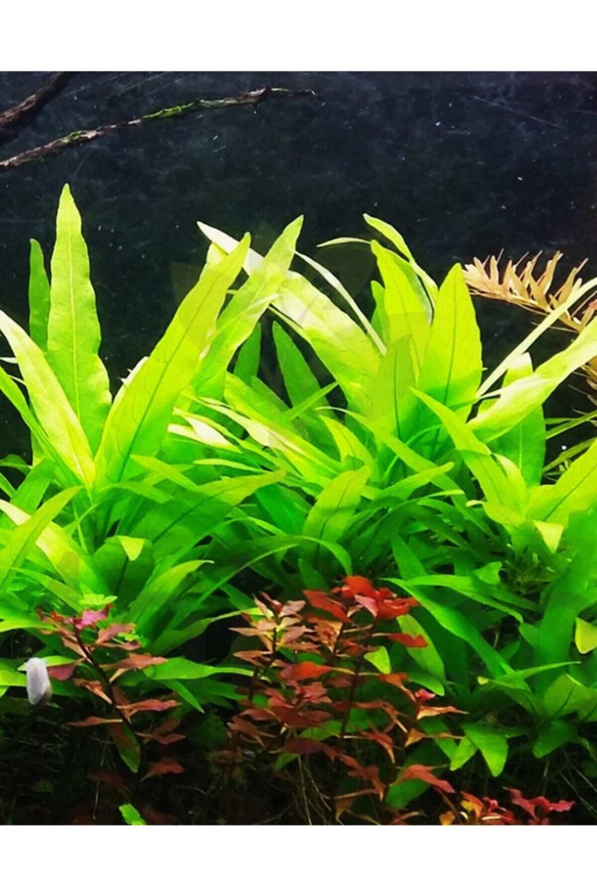 Derindere Aquatics Hygrophila Salicifolia Akvaryum Canlı Bitki 1 Bağ 7-8 Kök