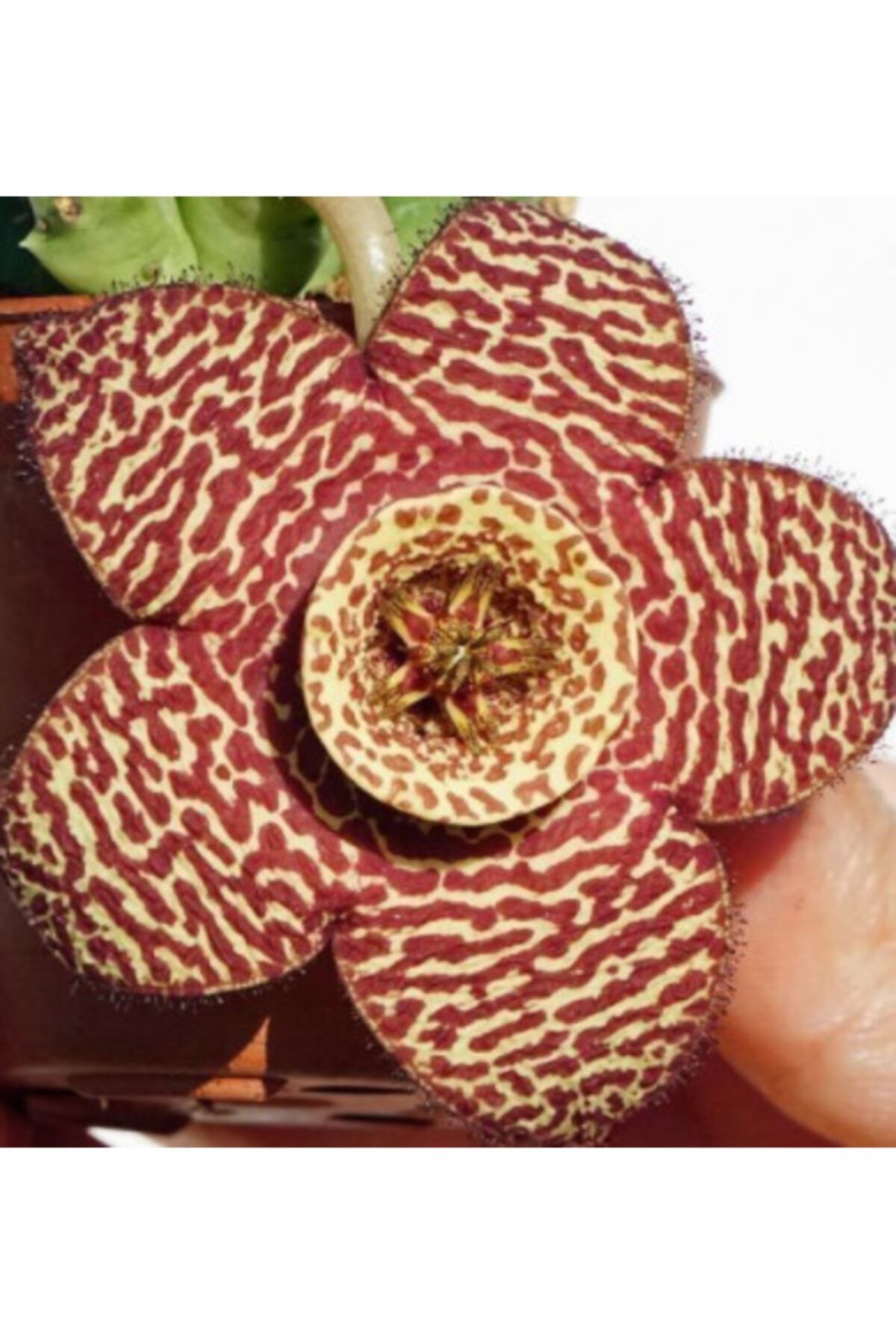 DOĞA BAHÇESİ Stepalia Minima Özel Tür Leş Kaktüsü 5,5cm Saksılı