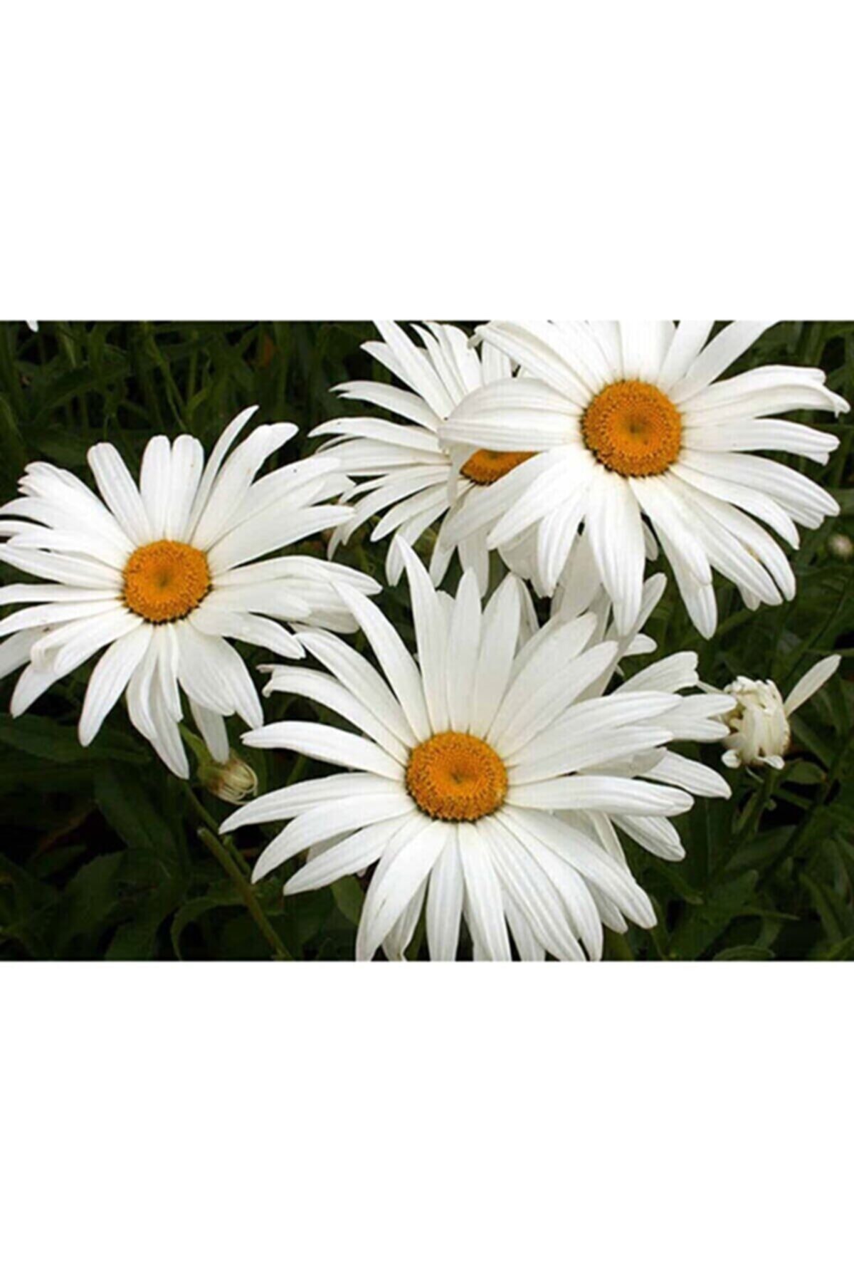 RAÇAM BOTANİK 100 Adet Giant Yediveren Papatya Tohumu