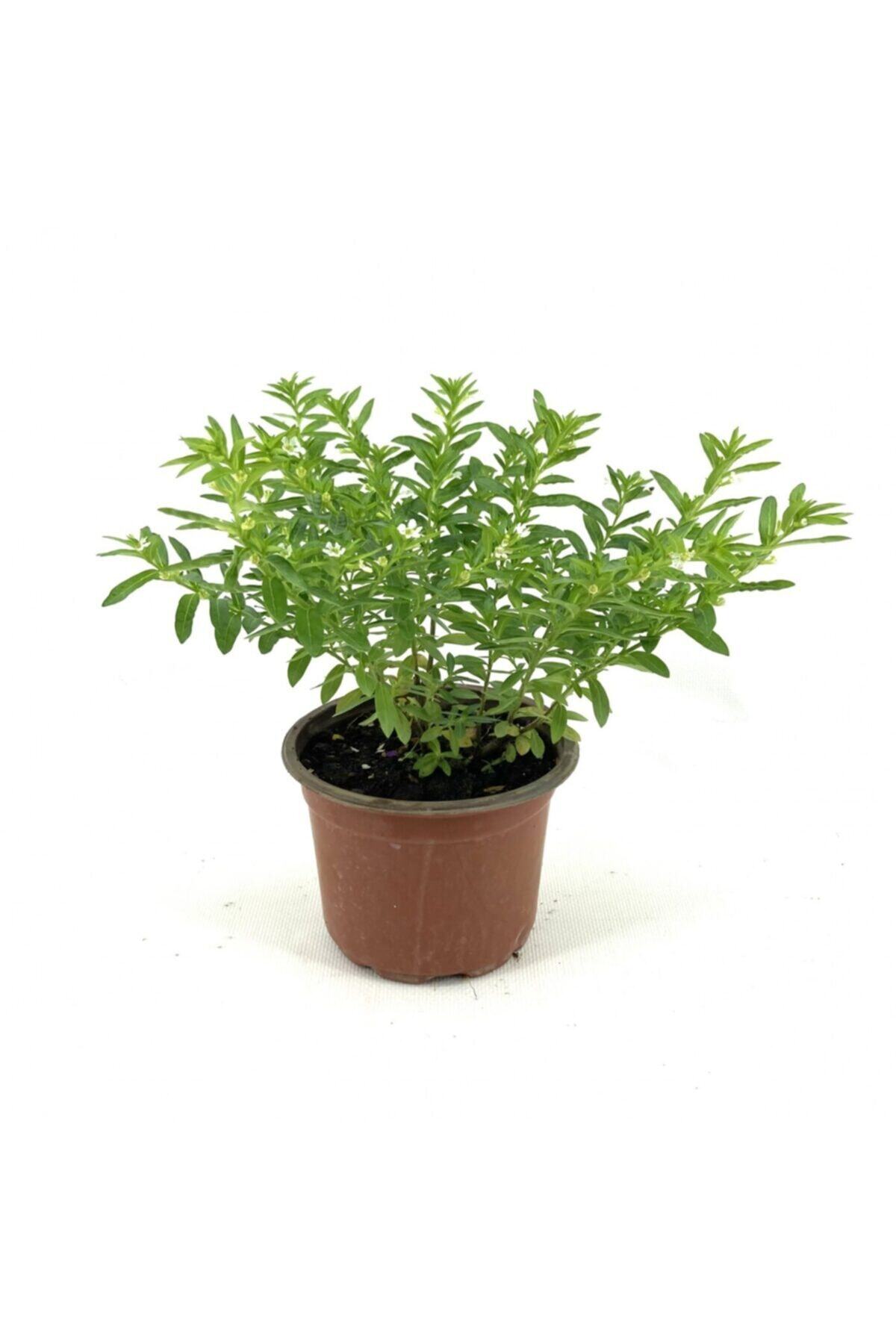 My Botanik Kufeya-beyaz Çiçekli 20-25 Cm-15'li