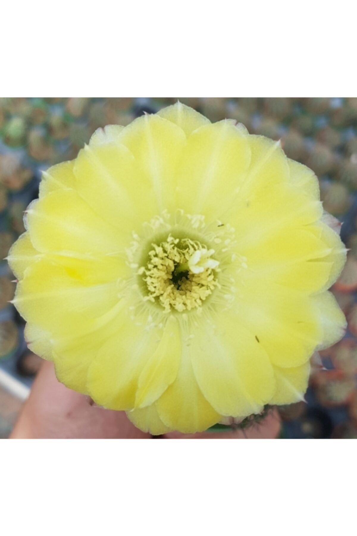 DOĞA BAHÇESİ Echinocereus Dasyacanthus (TEXAS RAİNBOW) - Sarı Iri Çiçekli Kaktüs 5,5cm Saksılı