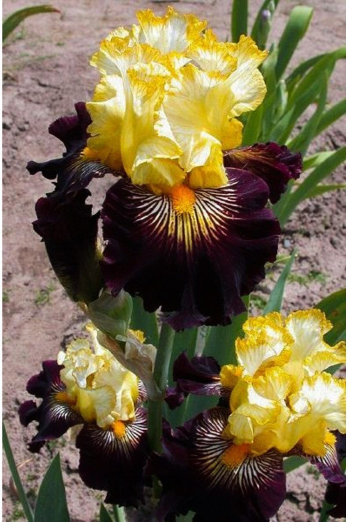 KAMONDO TOHUM 2 Adet Ithal Yellow Iris (süsen) Çiçek Soğanı