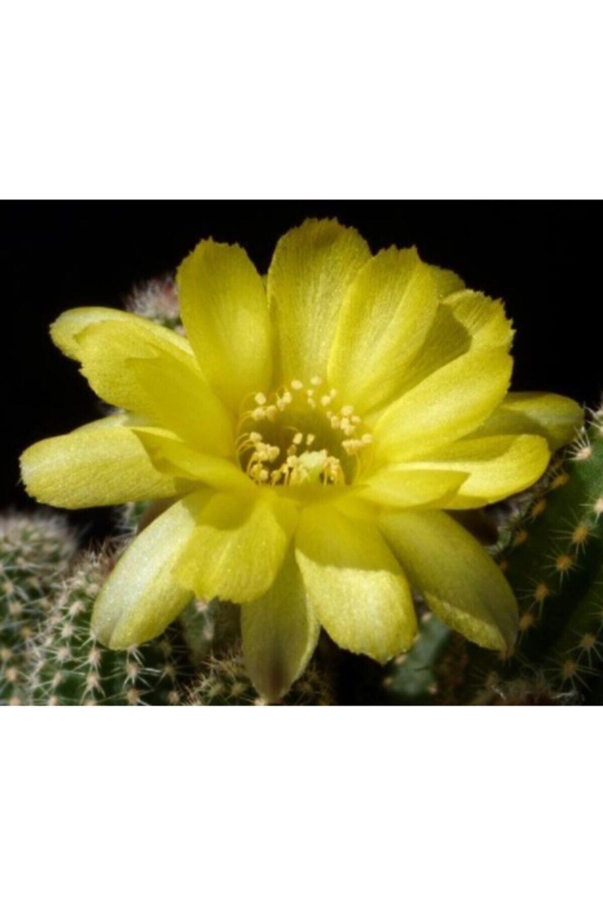 DOĞA BAHÇESİ Echinopsis Chamaecereus Var Yellow Bird Özel Tür Kaktüs 5,5cm Saksılı