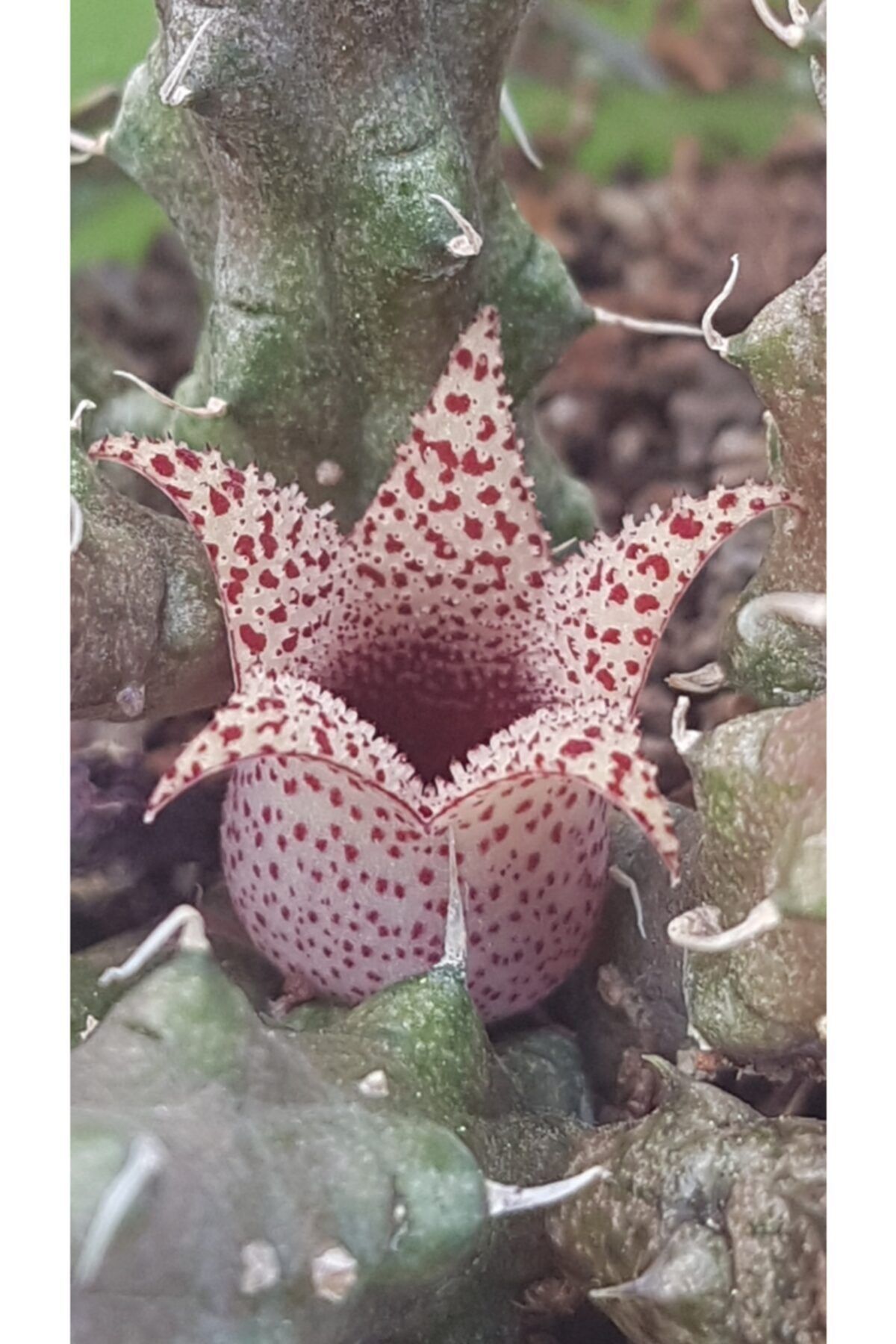 DOĞA BAHÇESİ Stapelianthus Decaryi Nadir Tür Leş Kaktüs Desenli Çiçek Açan 5,5cm Saksılı
