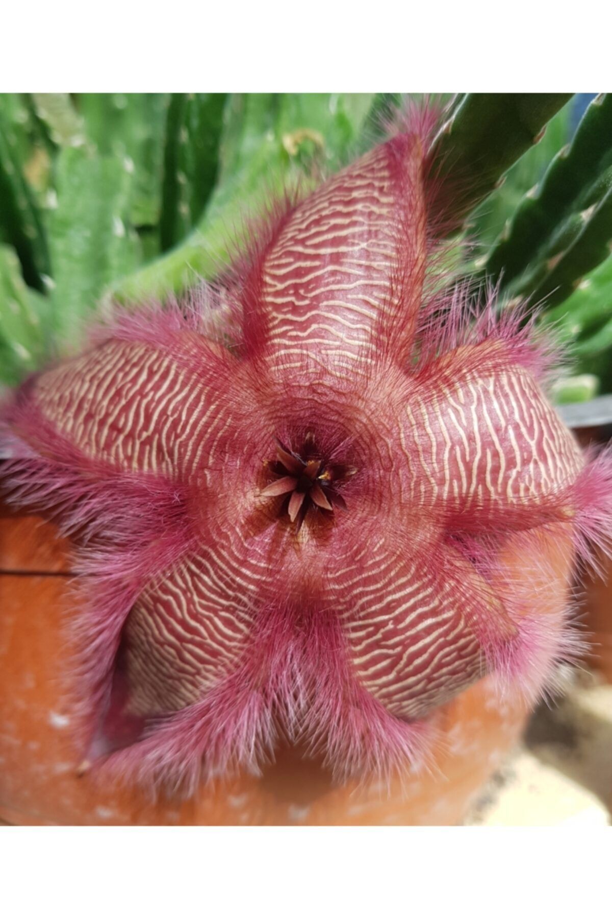DOĞA BAHÇESİ Stapelia Büyük Bordo Çiçek Açan Leş Kaktüsü 5,5cm Saksılı