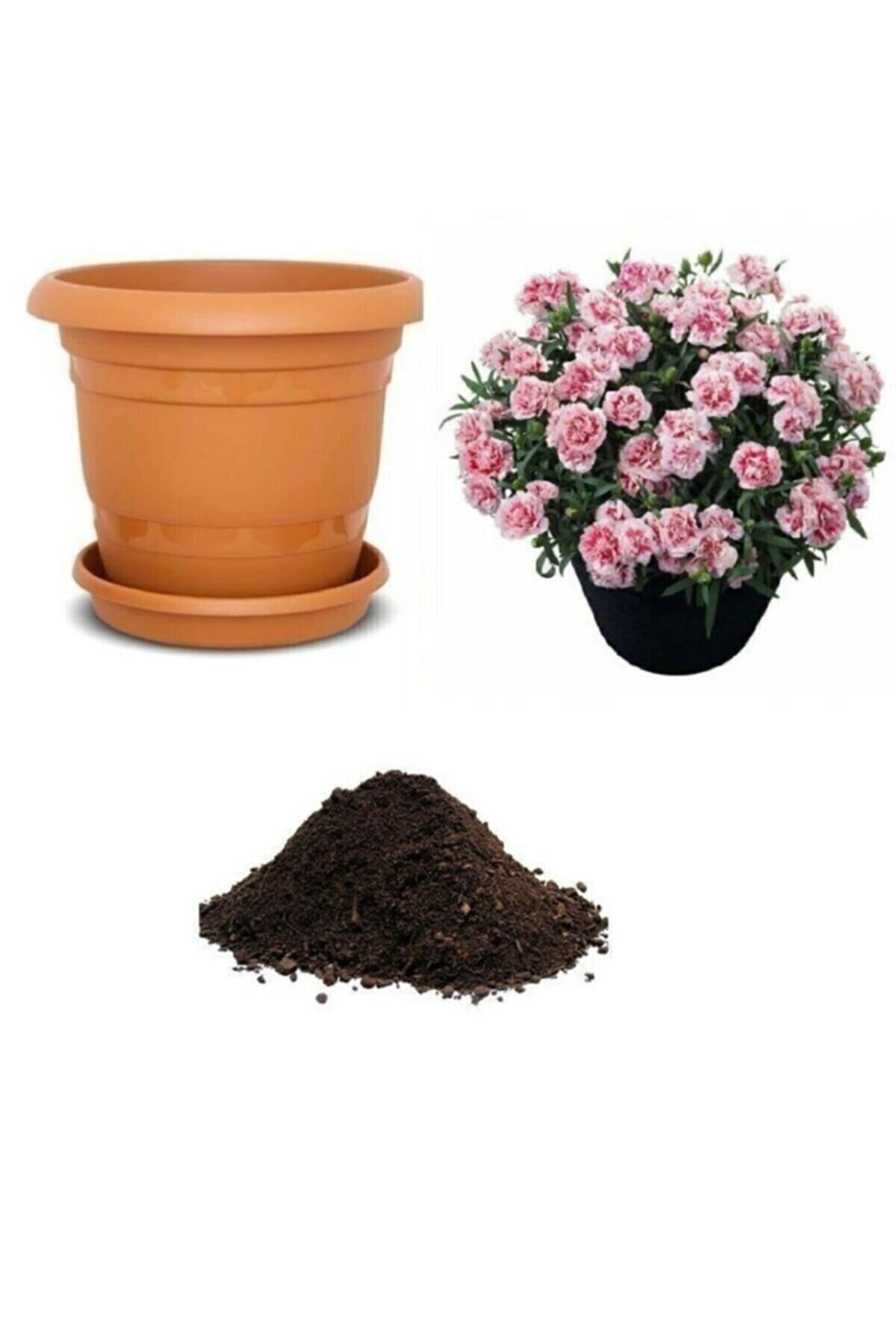 RAÇAM BOTANİK Karışık Çin Karanfili Tohumu Ekim Seti