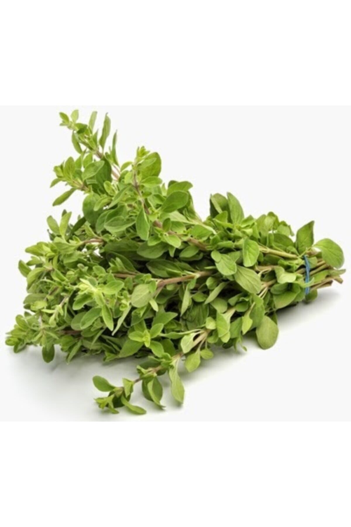 RAÇAM BOTANİK Mercanköşk Tohumu