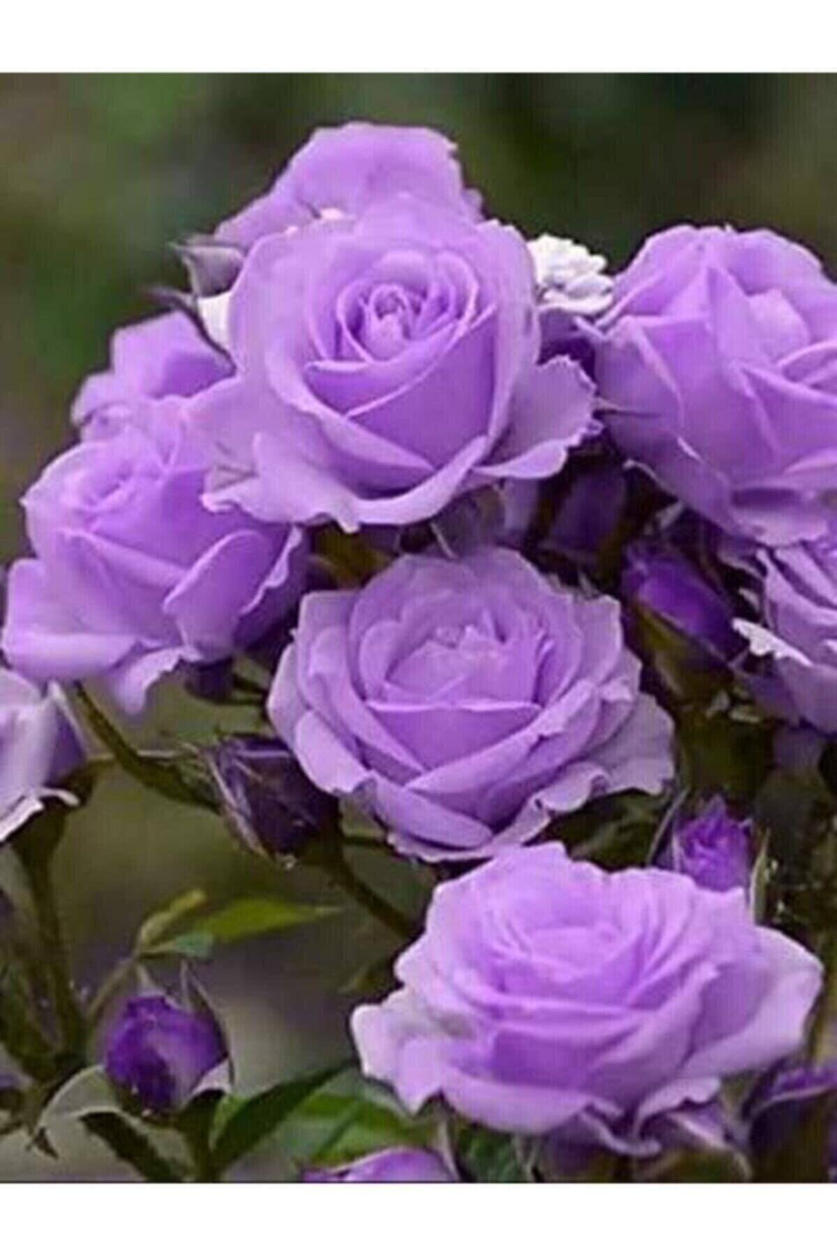 RAÇAM BOTANİK 5 Adet Lavander Gül Tohumu