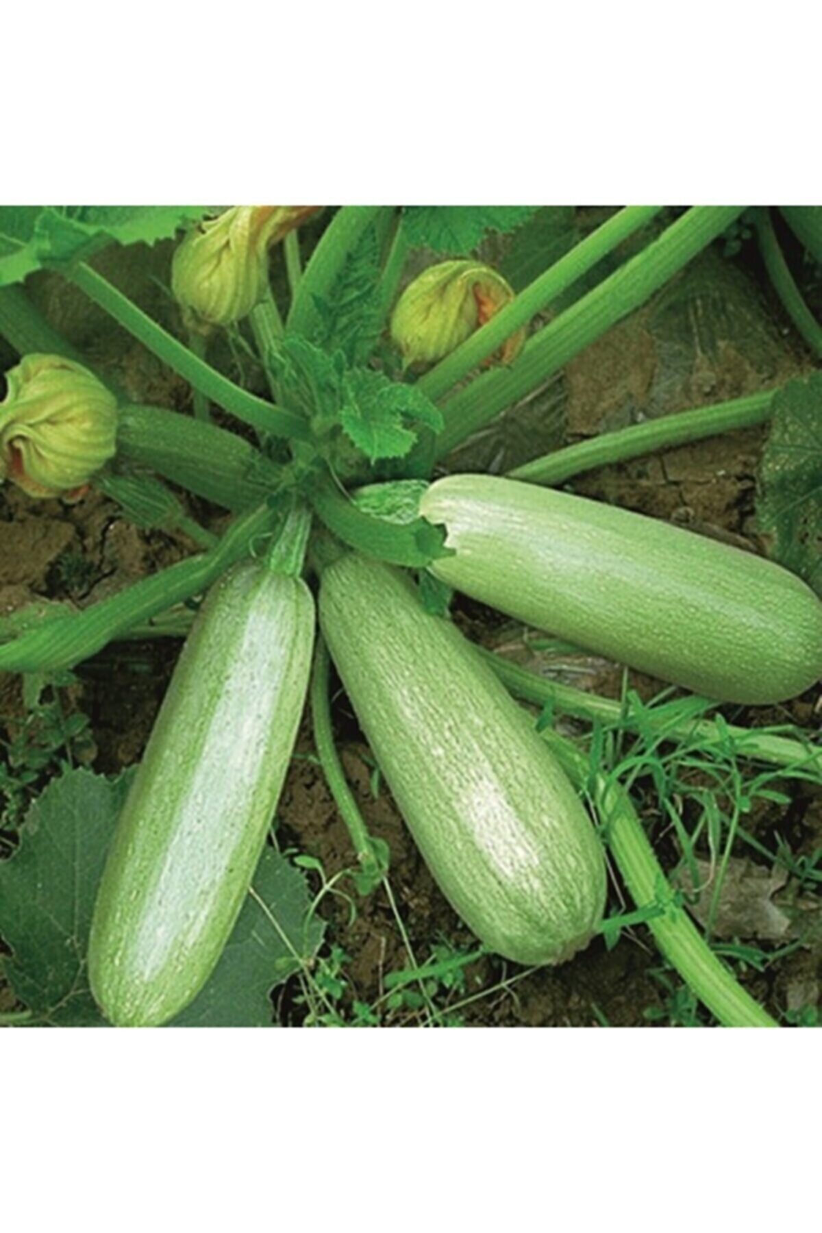 RAÇAM BOTANİK 50 Adet Yediveren Sakız Kabak Tohumu