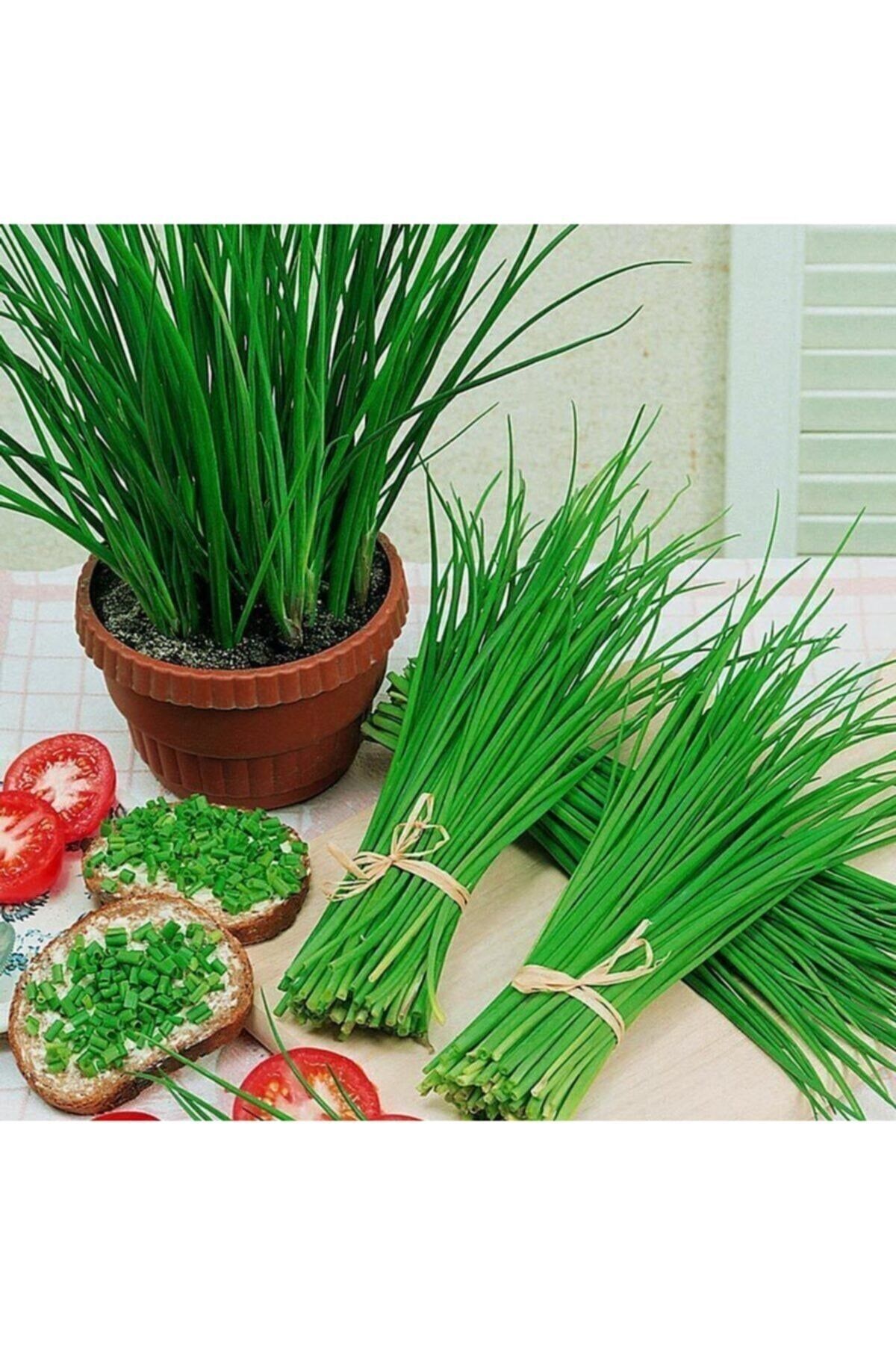 RAÇAM BOTANİK Evde Yetiştir Frenk Soğanı Ekim Kiti (tohum - Saksı - Toprak) Frenk