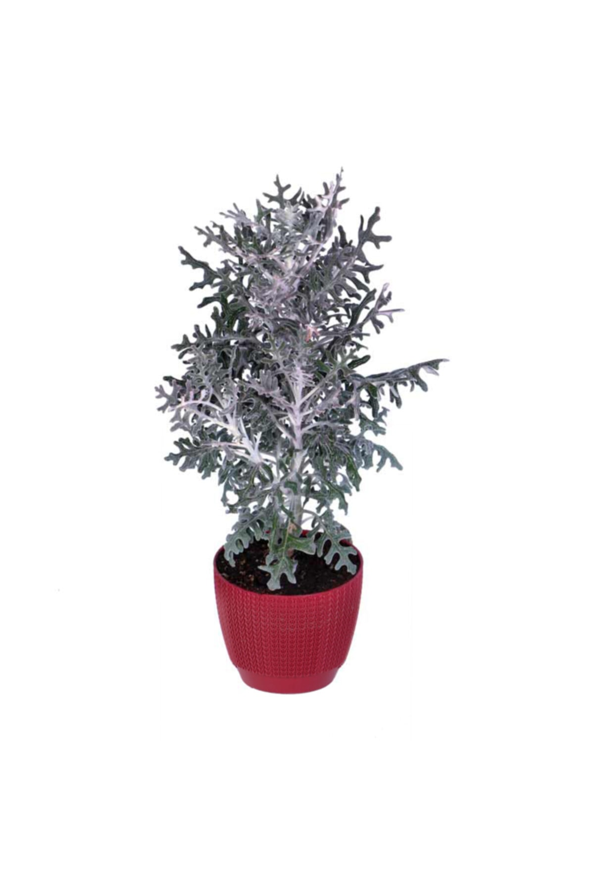 Çiçek Diyarı Bahçe Külü – Saksıda (senecio Cineraria Maritima)