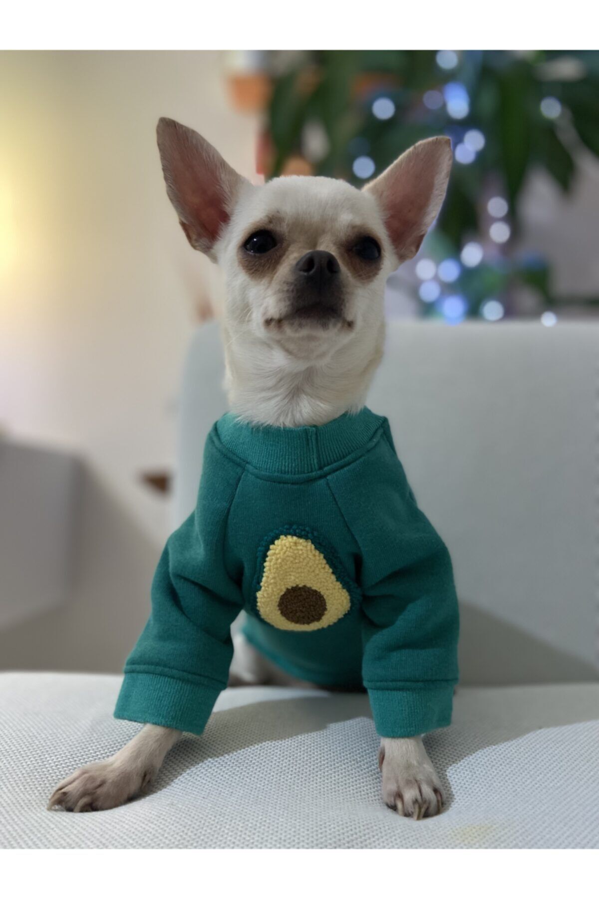Paws and Marks Yeşil Avokado Punch Işlemeli Kedi-köpek Sweat